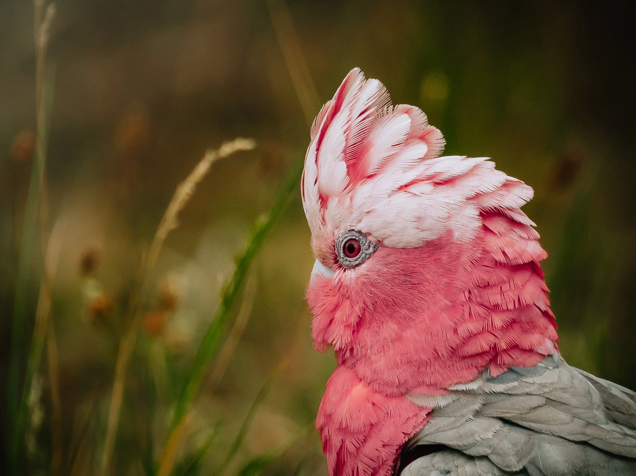 Close-up of a Galah with a distinctive crest and intricate feather details.