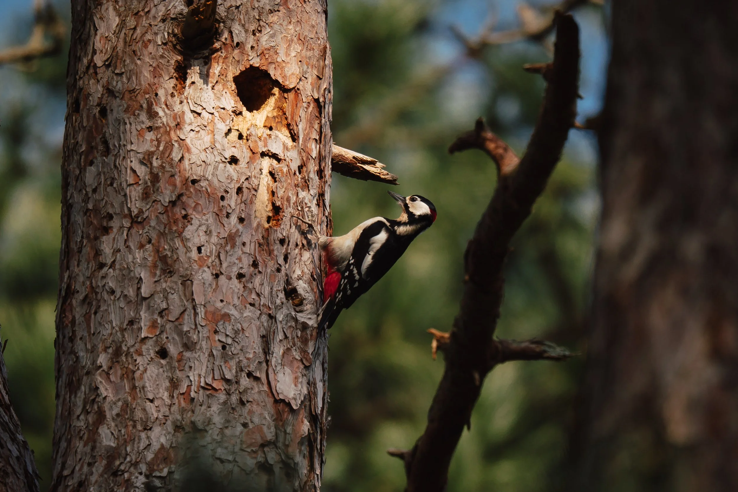 A great spotted woodpecker is clinging to the side of a tree trunk in a forest, with a background of blurred green foliage.