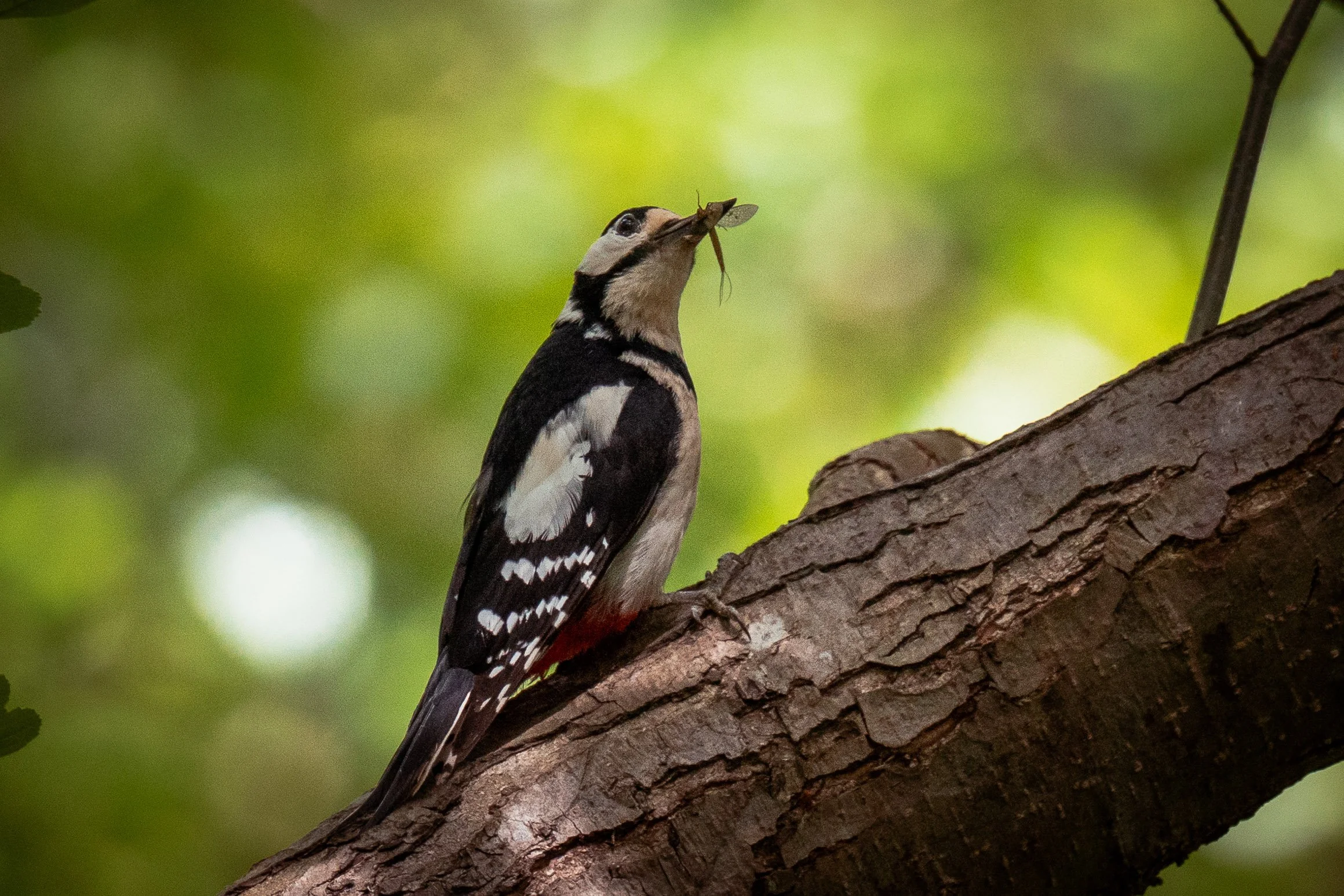 A great spotted woodpecker perched on a tree branch with an insect in its beak.