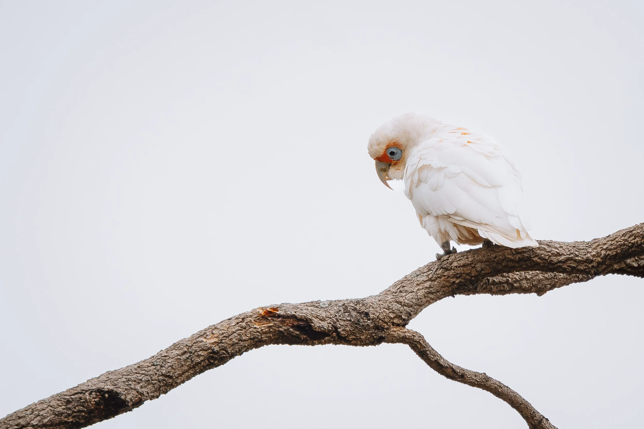 A long-billed corella with a light pink crest and blue eyes perched on a tree branch against a plain background.