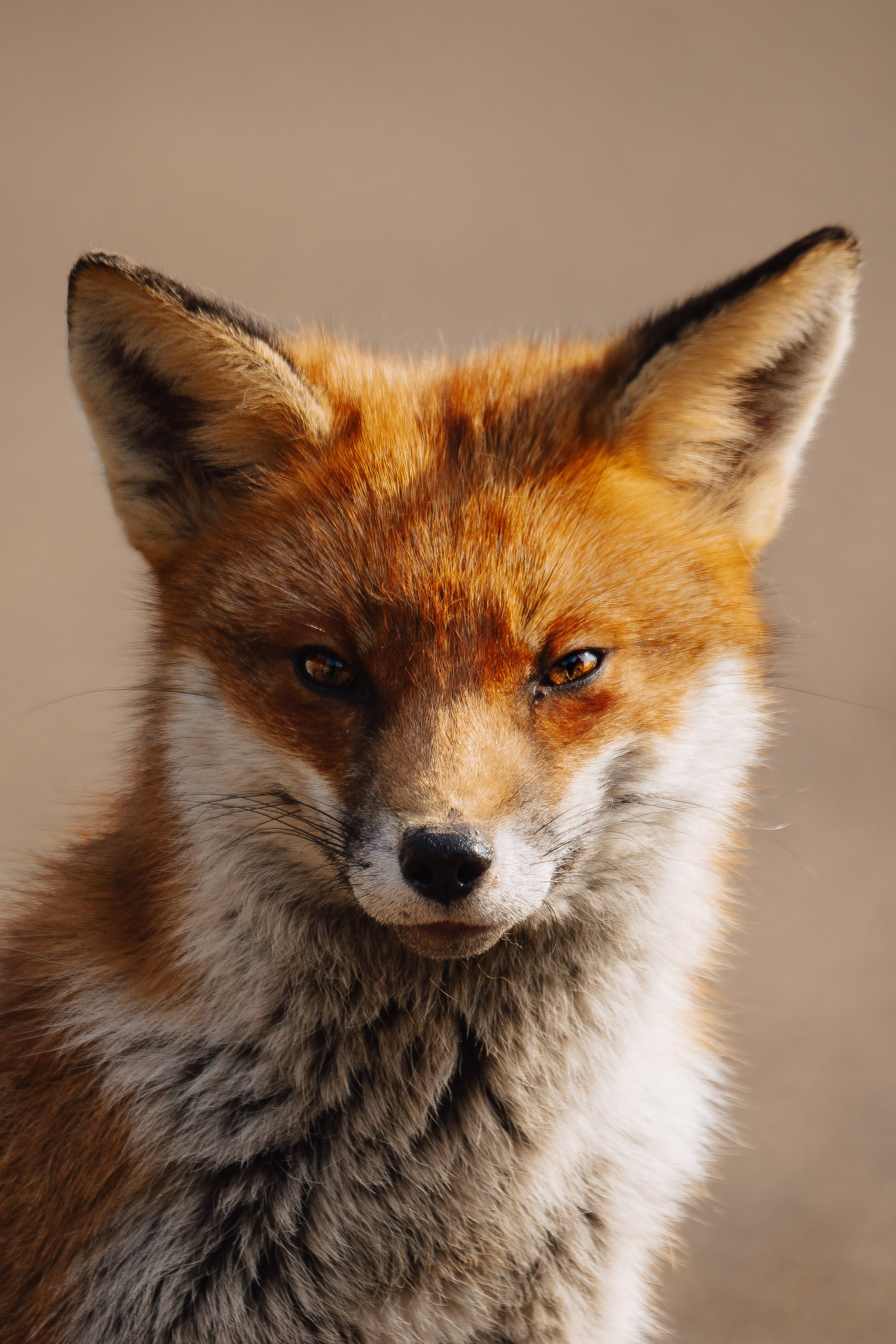 Close-up of a red fox with orange and grey fur, and pointed ears, looking directly at the camera.