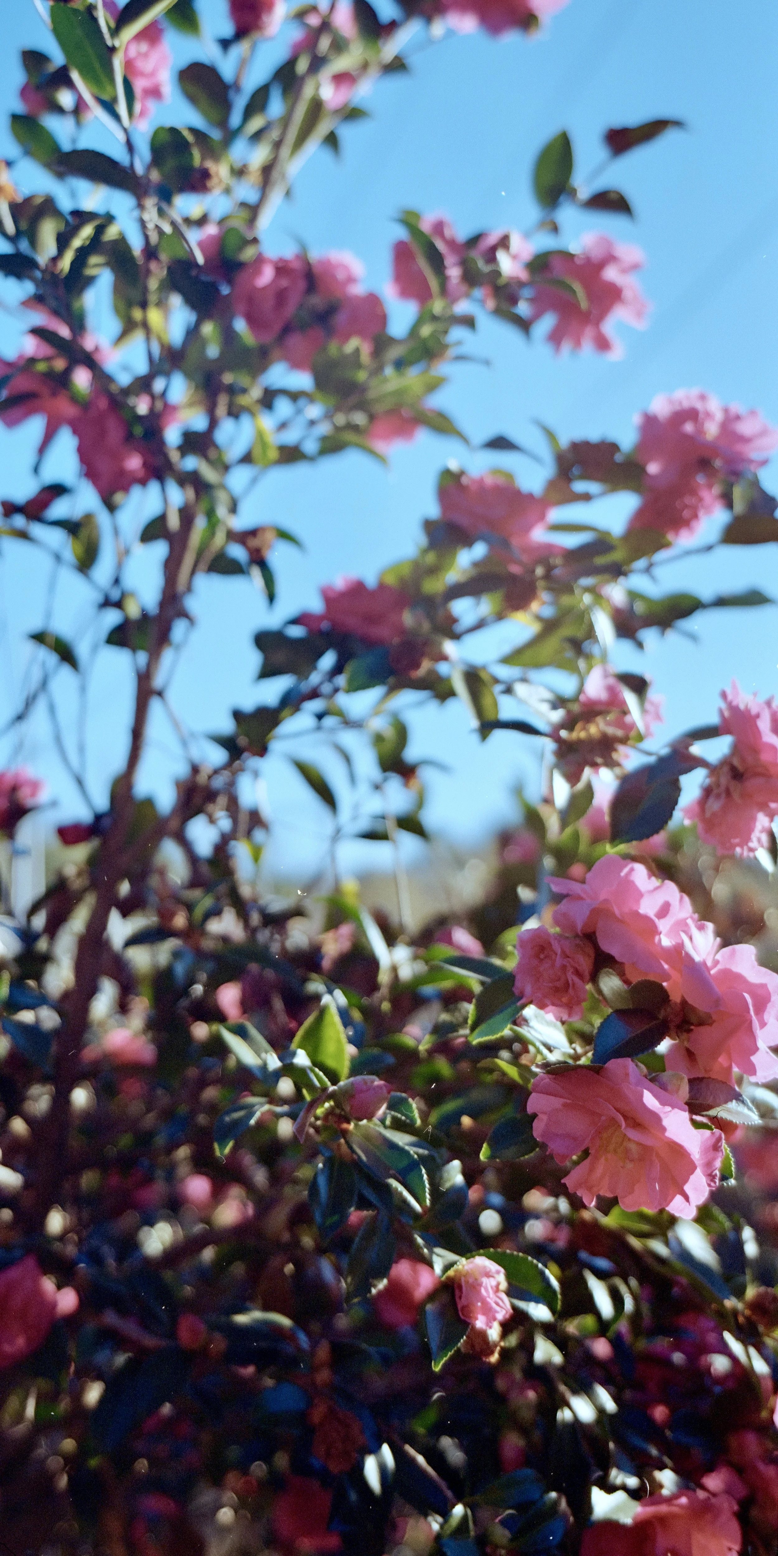 Fujinon-SW 90mm f/8 on Kodak Gold