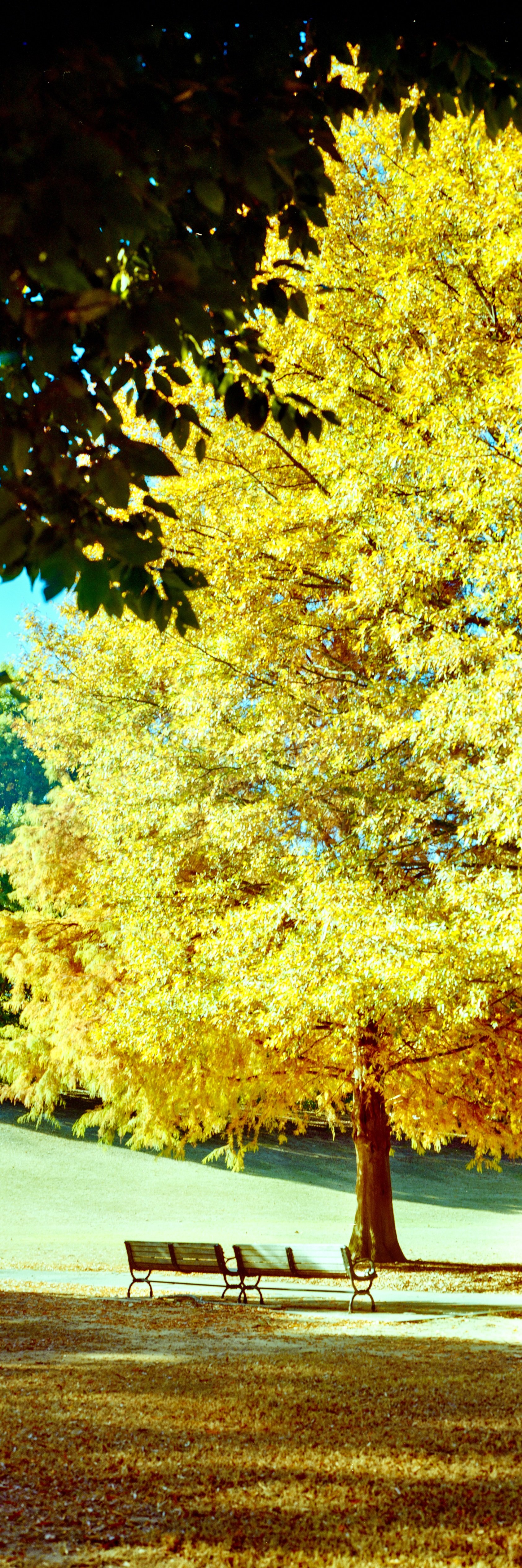 Schneider Kreuznach Symmar 150mm f/5.6 on Kodak Gold