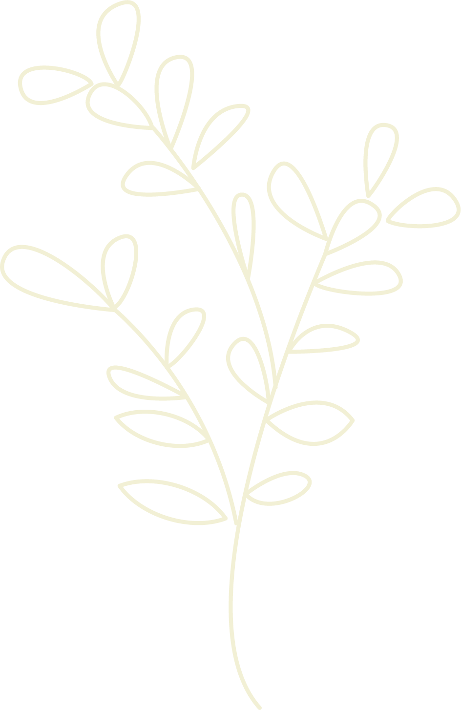 Line drawing of a leafy branch with elongated oval leaves against a black background.