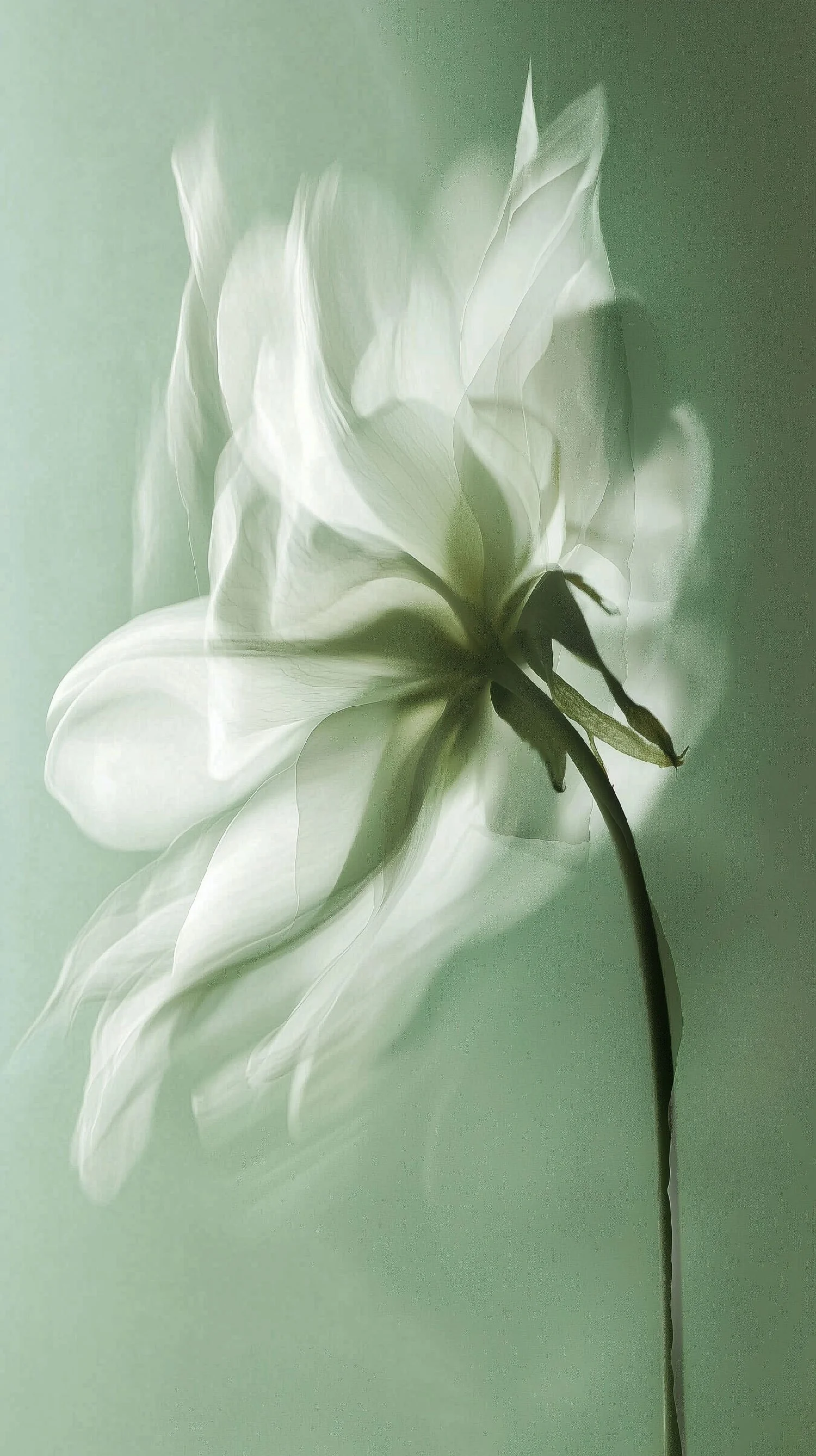 A close-up of a white flower with translucent petals against a soft green background.