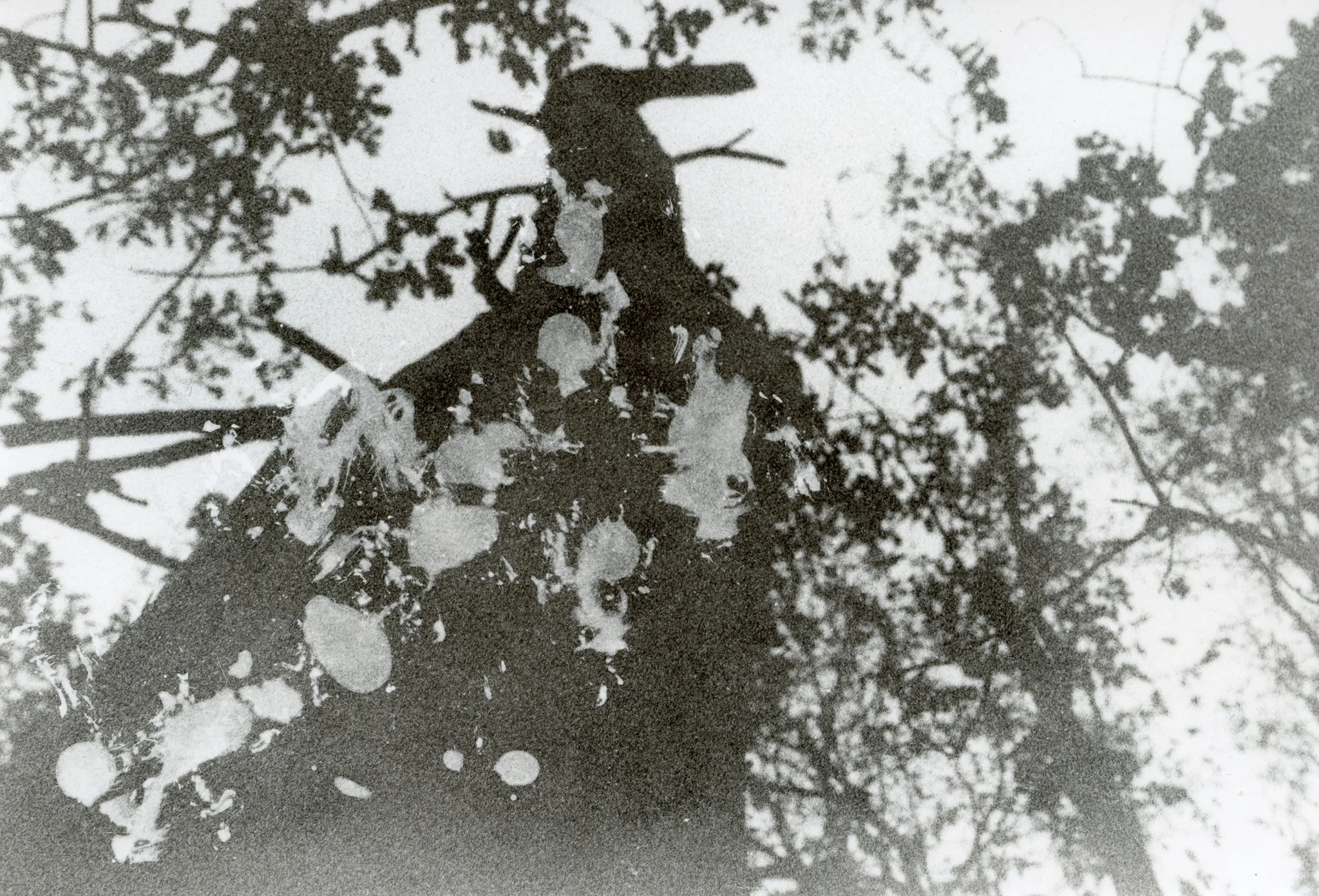 Photo en noir et blanc d'une silhouette humaine suspendue dans un arbre avec des branches et des feuilles.