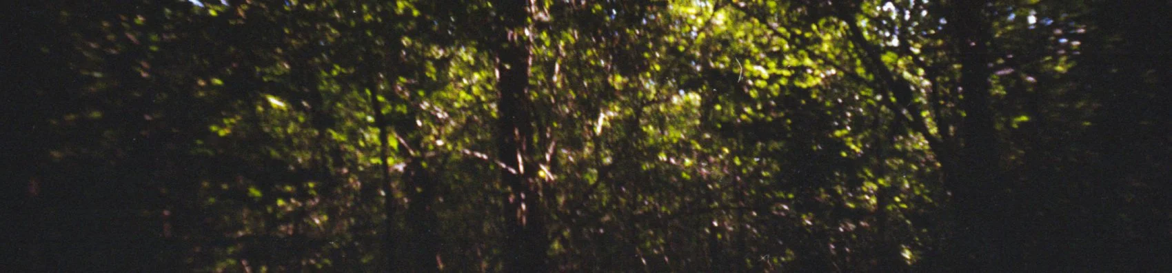 La photo montre une interruption dans une forêt dense, où la lumière du soleil filtre à travers les feuilles vertes des arbres.