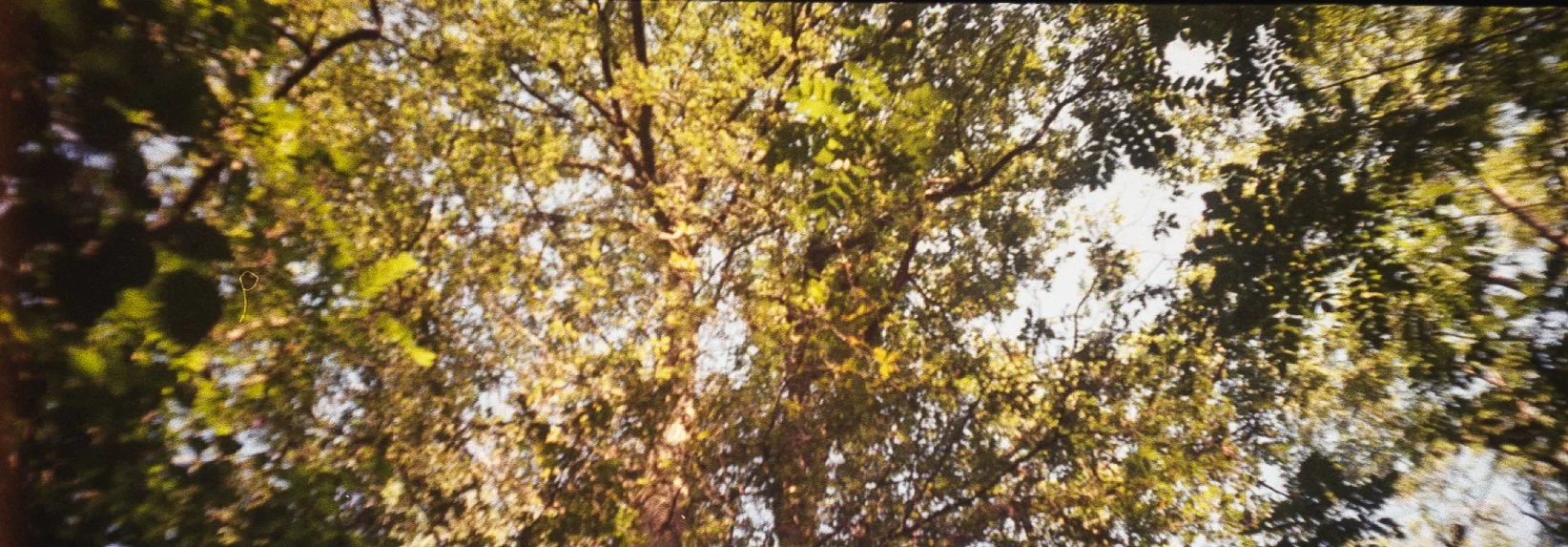 Jeune arbre vu du sol avec un ciel clair en arrière-plan, entouré d'autres arbres feuillus.