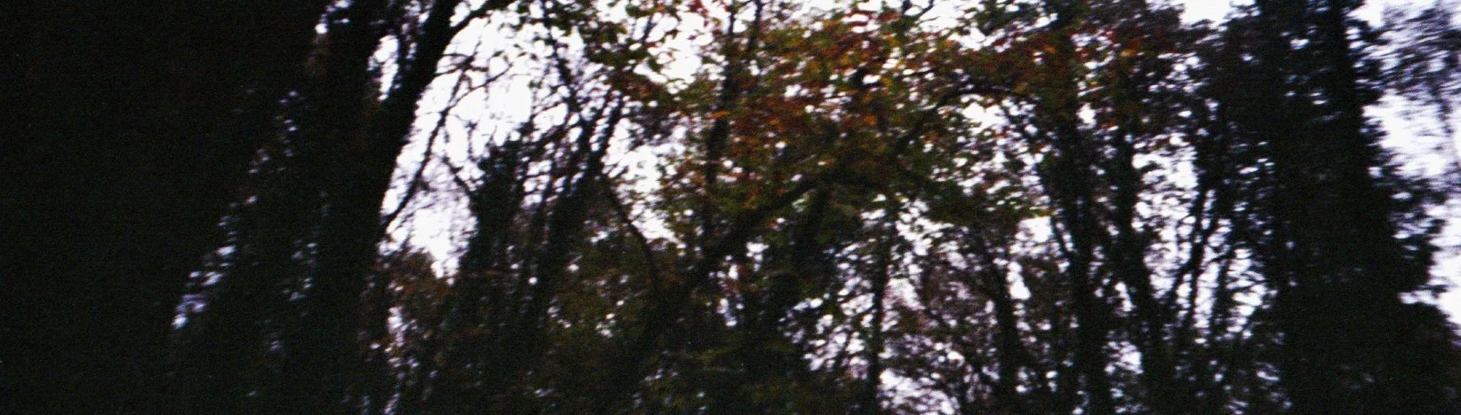 vue d'un ciel nuageux vu à travers des branches d'arbres dans une forêt