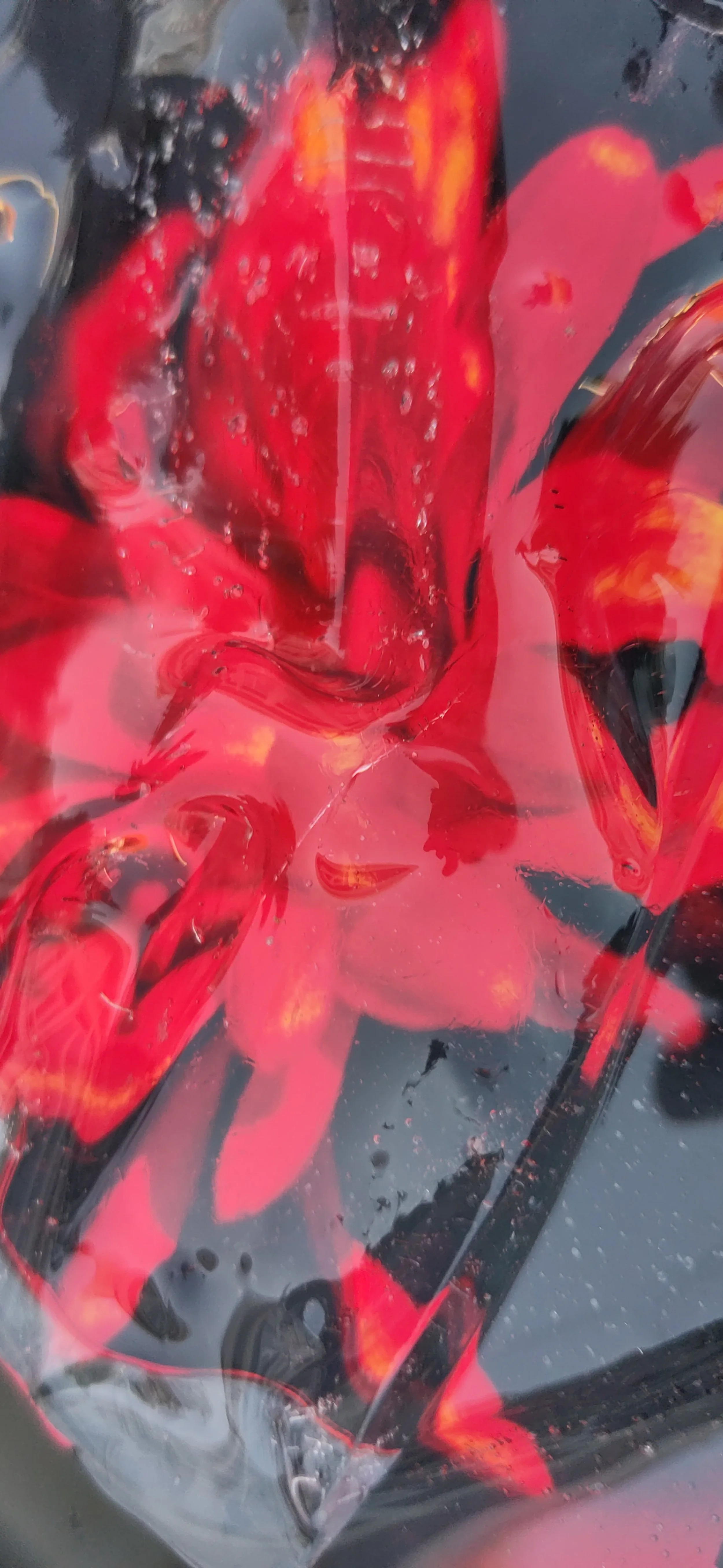 Fleurs rouges à travers un plastique translucide, avec des gouttes d'eau sur la surface