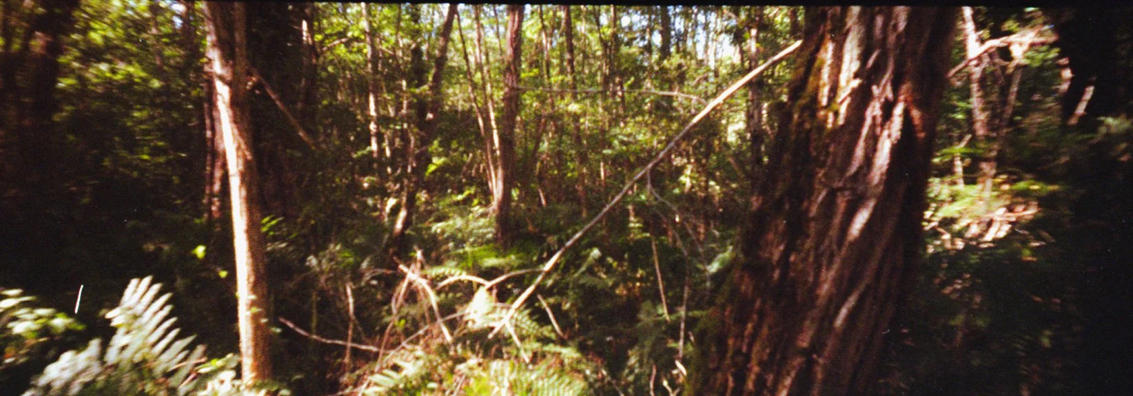 Une forêt dense avec des arbres grands et épaissis, des feuilles vertes et de la végétation sur le sol.