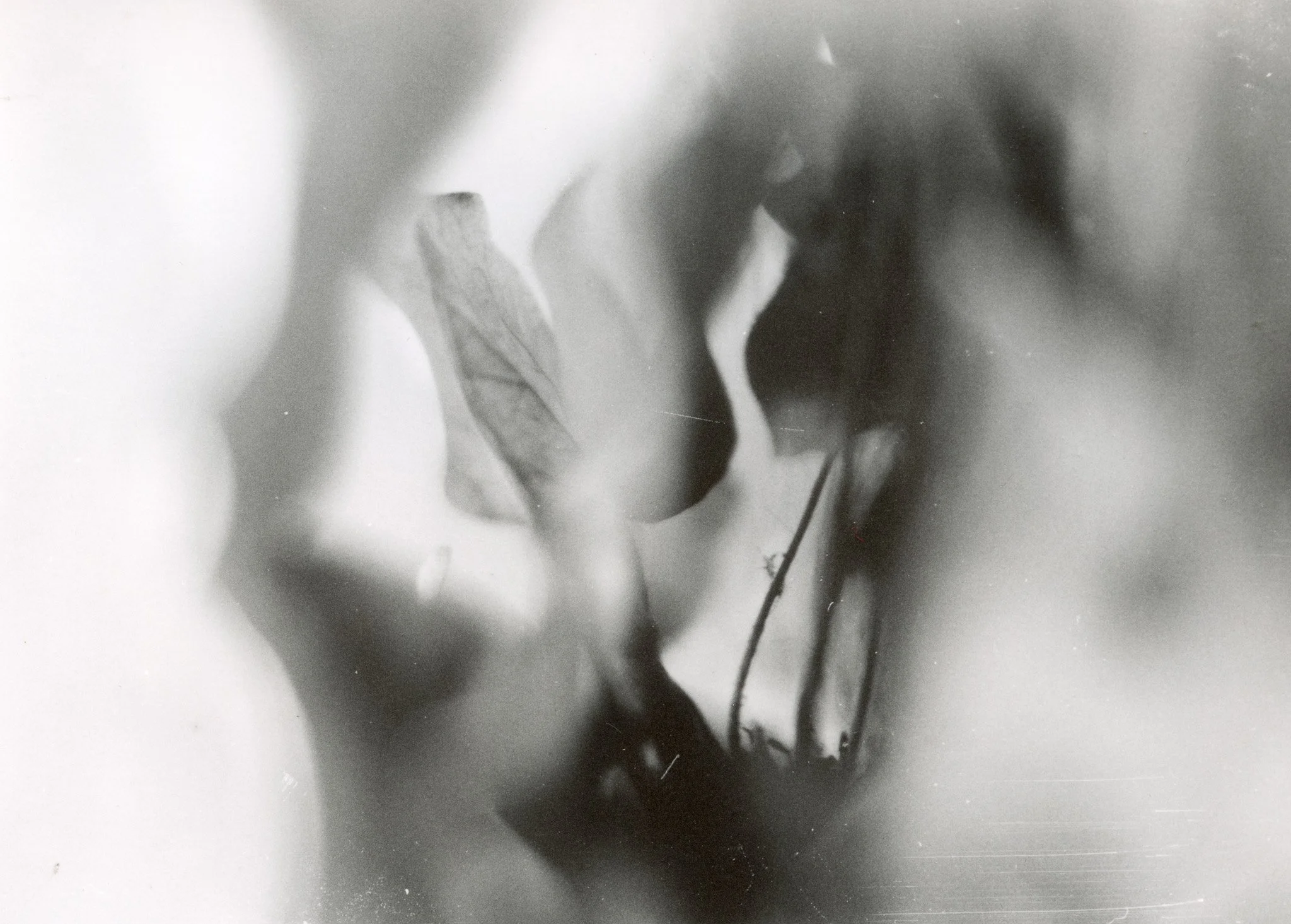 Photo en noir et blanc d'une jeune femme avec un livre à la main