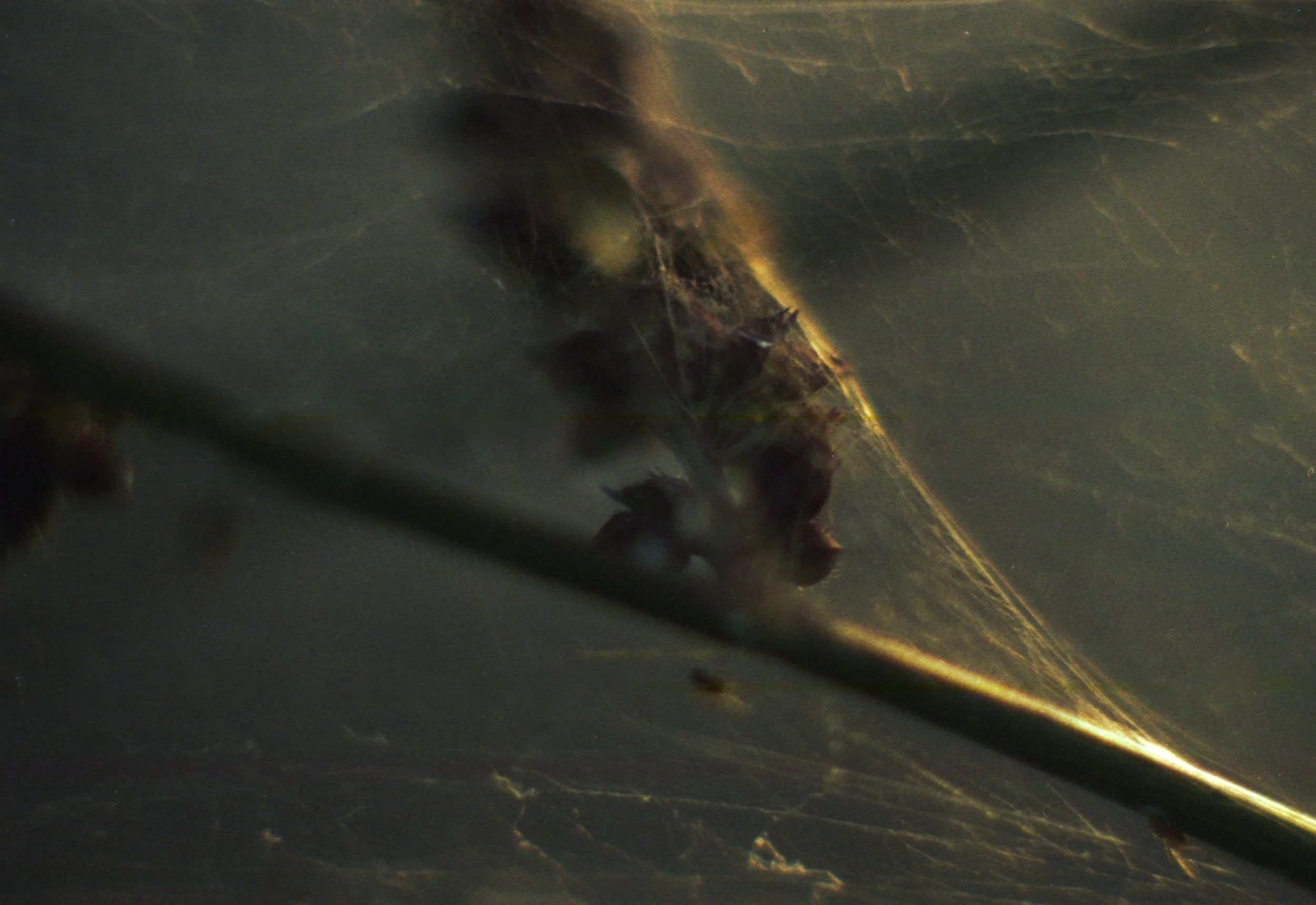 Une toile d'araignée avec une araignée suspendue, vue proche en macro.