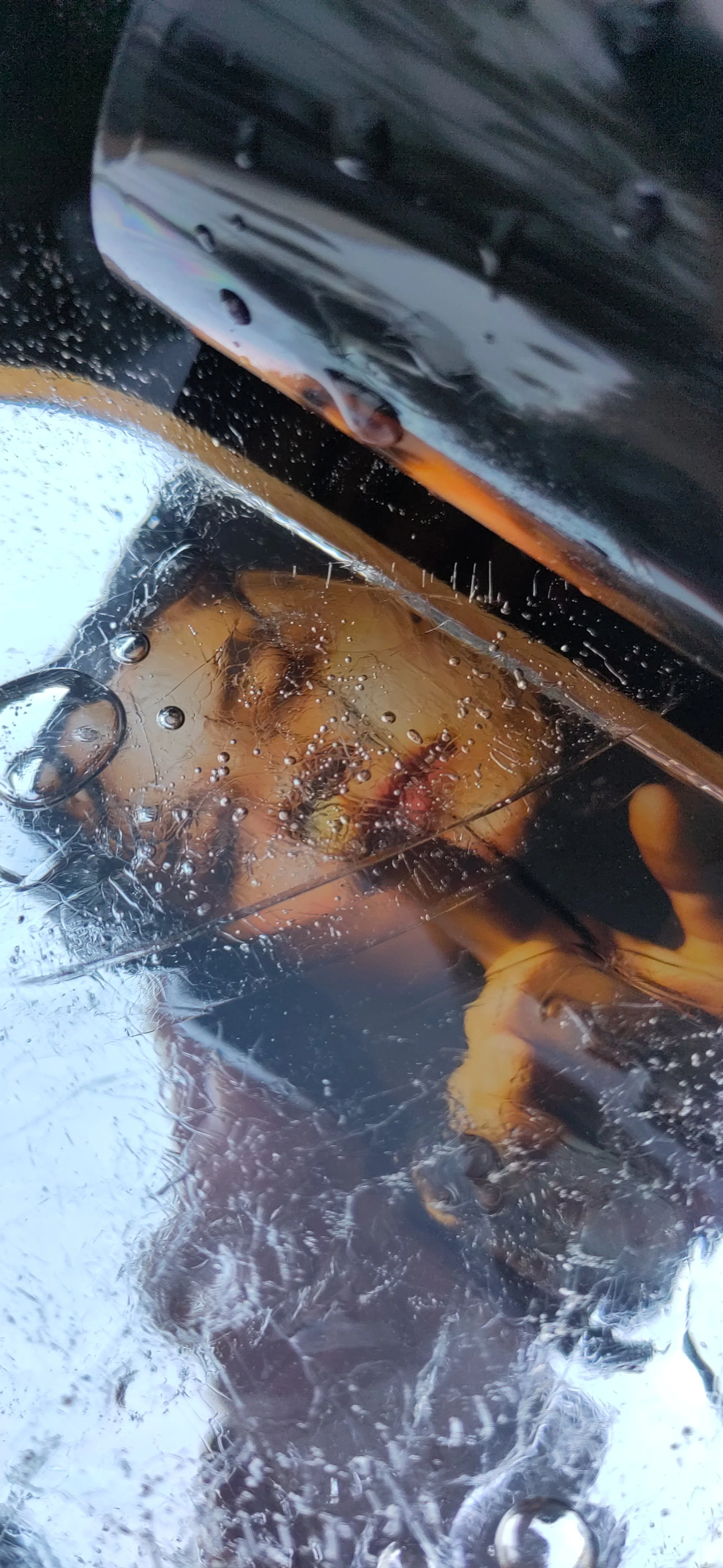 Les aliments cuits dans un four à convection, visibles à travers une vitre de four, avec condensation et vapeur