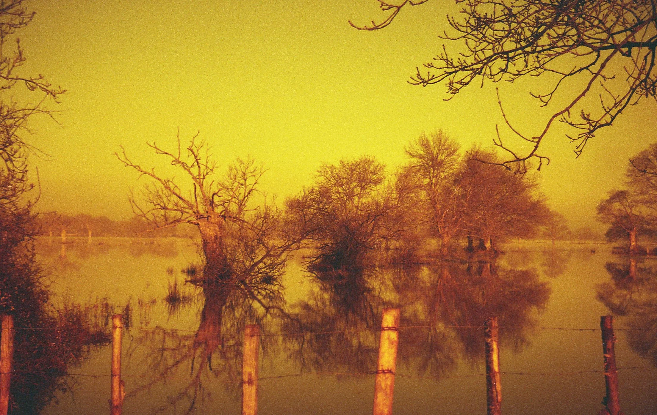 Un champ inondé avec des arbres dénudés reflétés dans l'eau sous un ciel jaune orangé.