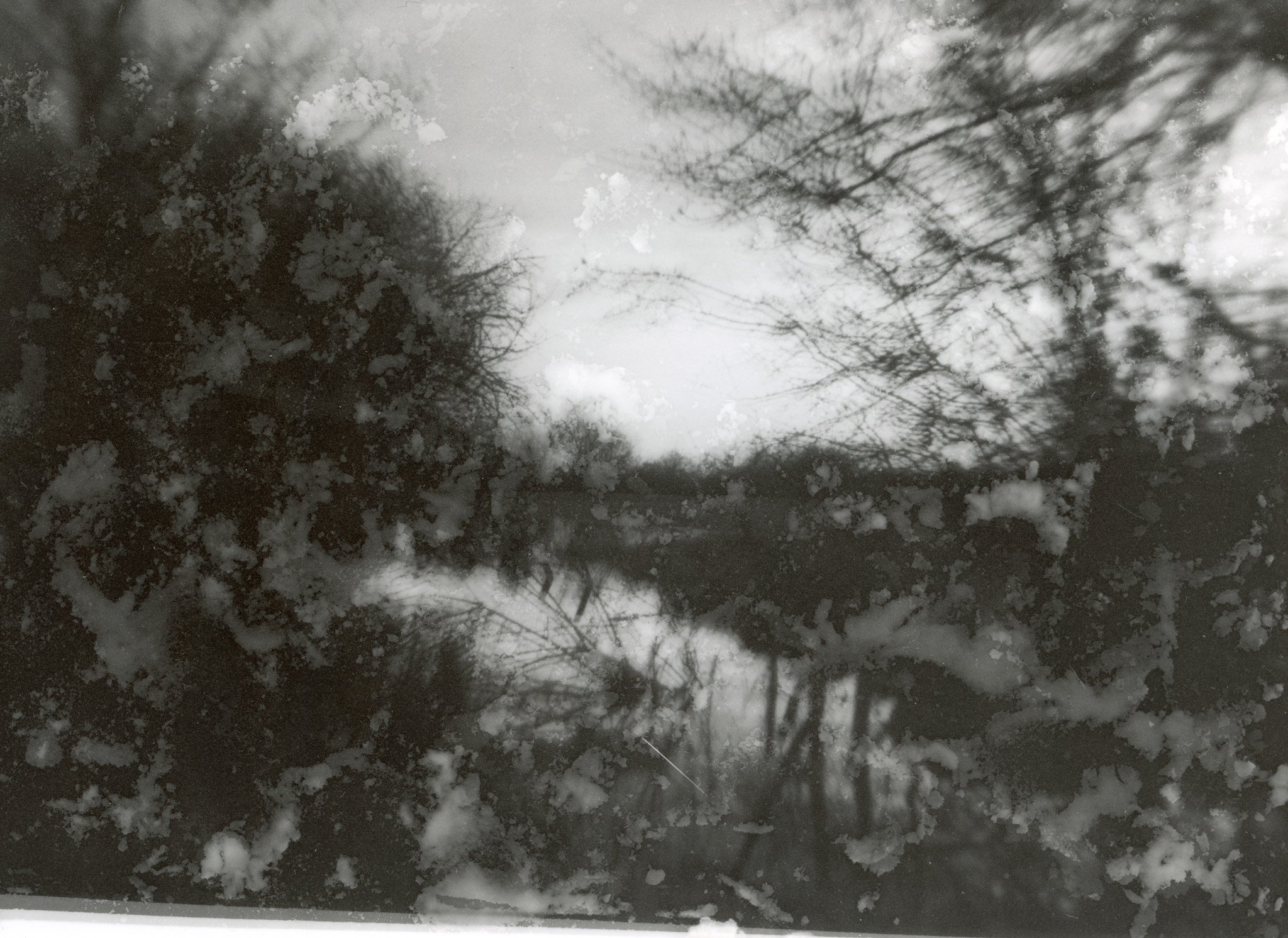 Reflet d'arbres et de nuages dans une surface vitrée sale ou poussiéreuse.