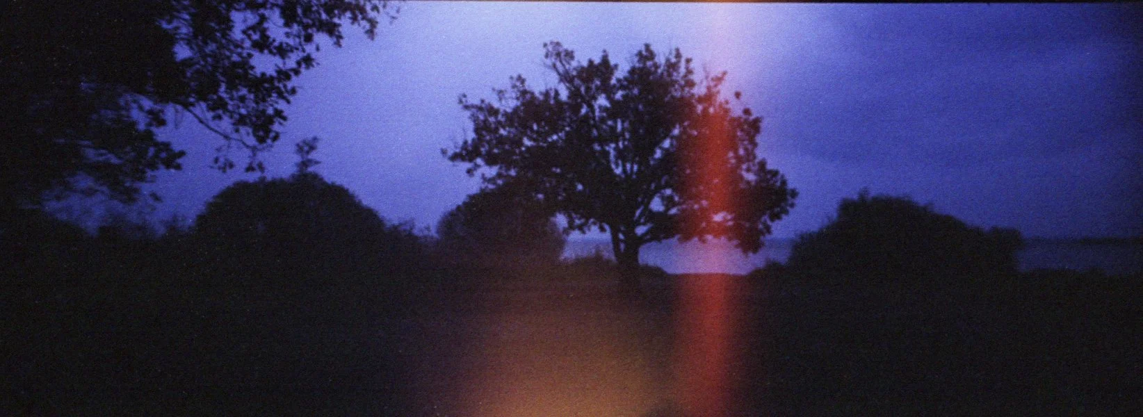 Silhouette d'arbres contre un ciel crépusculaire bleu avec une lumière rougeâtre