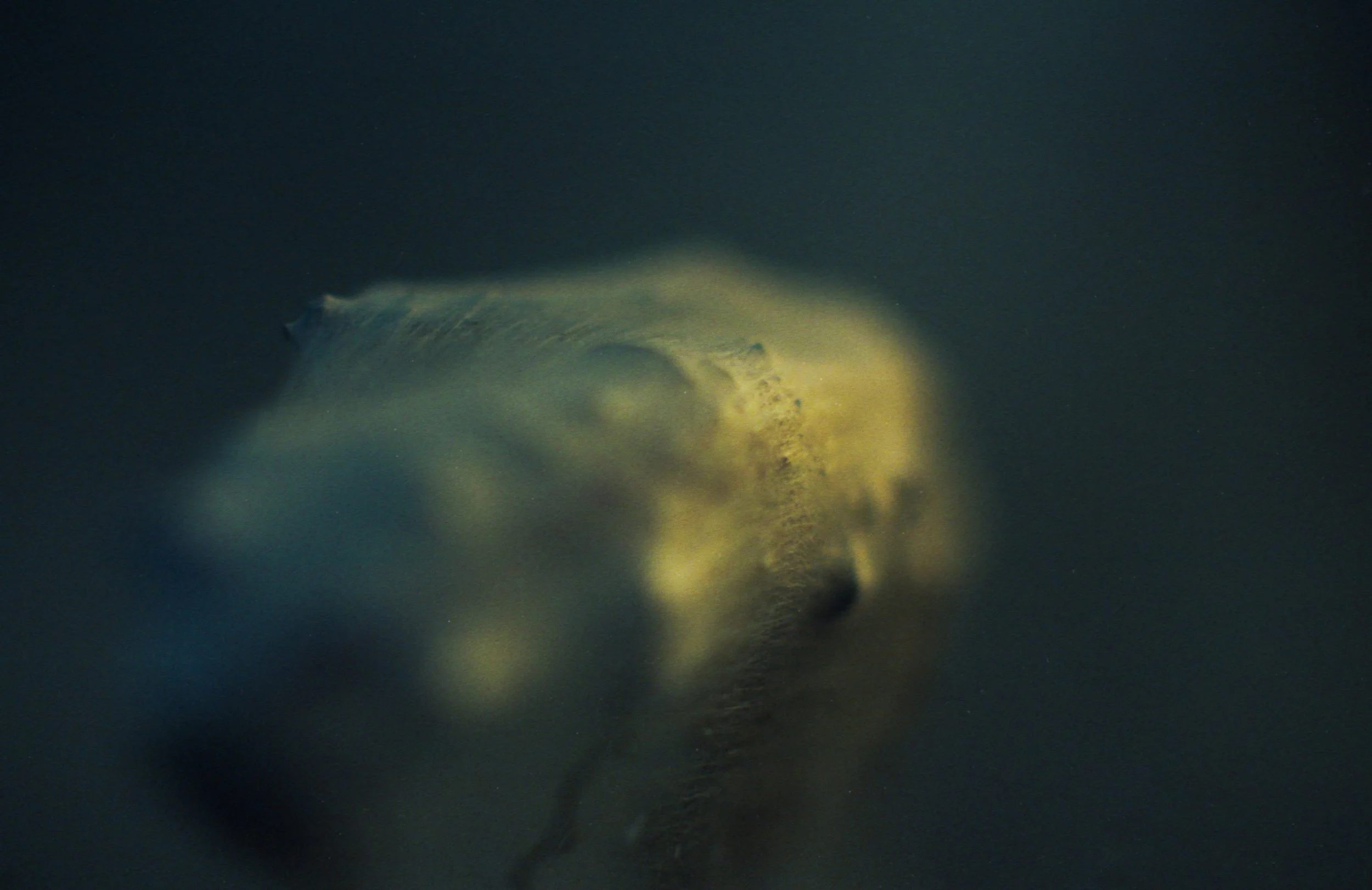 Photo macro d'une toile d'araignée enrobant une plante.