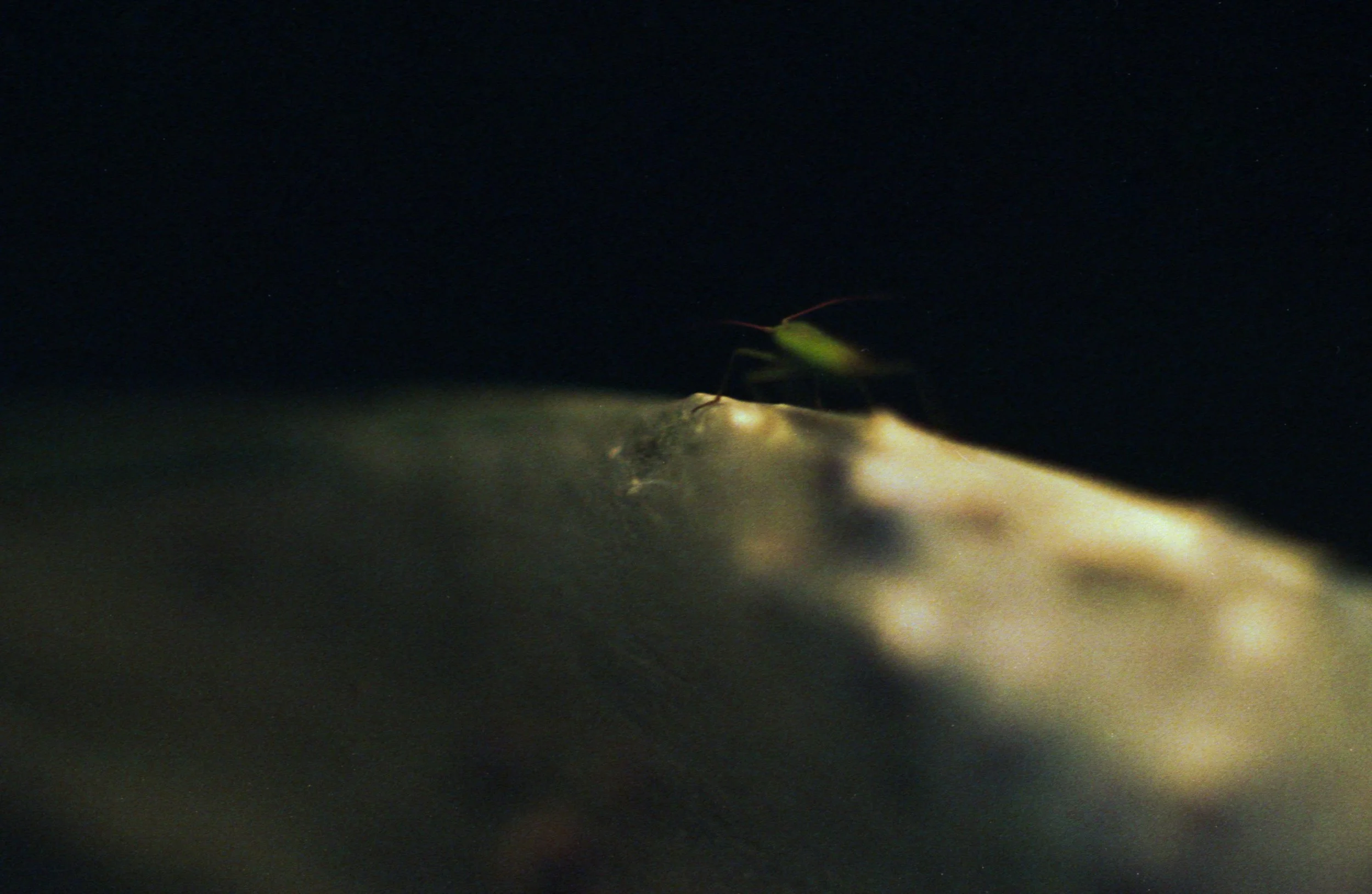 Une fourmi verte près d'une goutte de liquide sur une surface sombre.