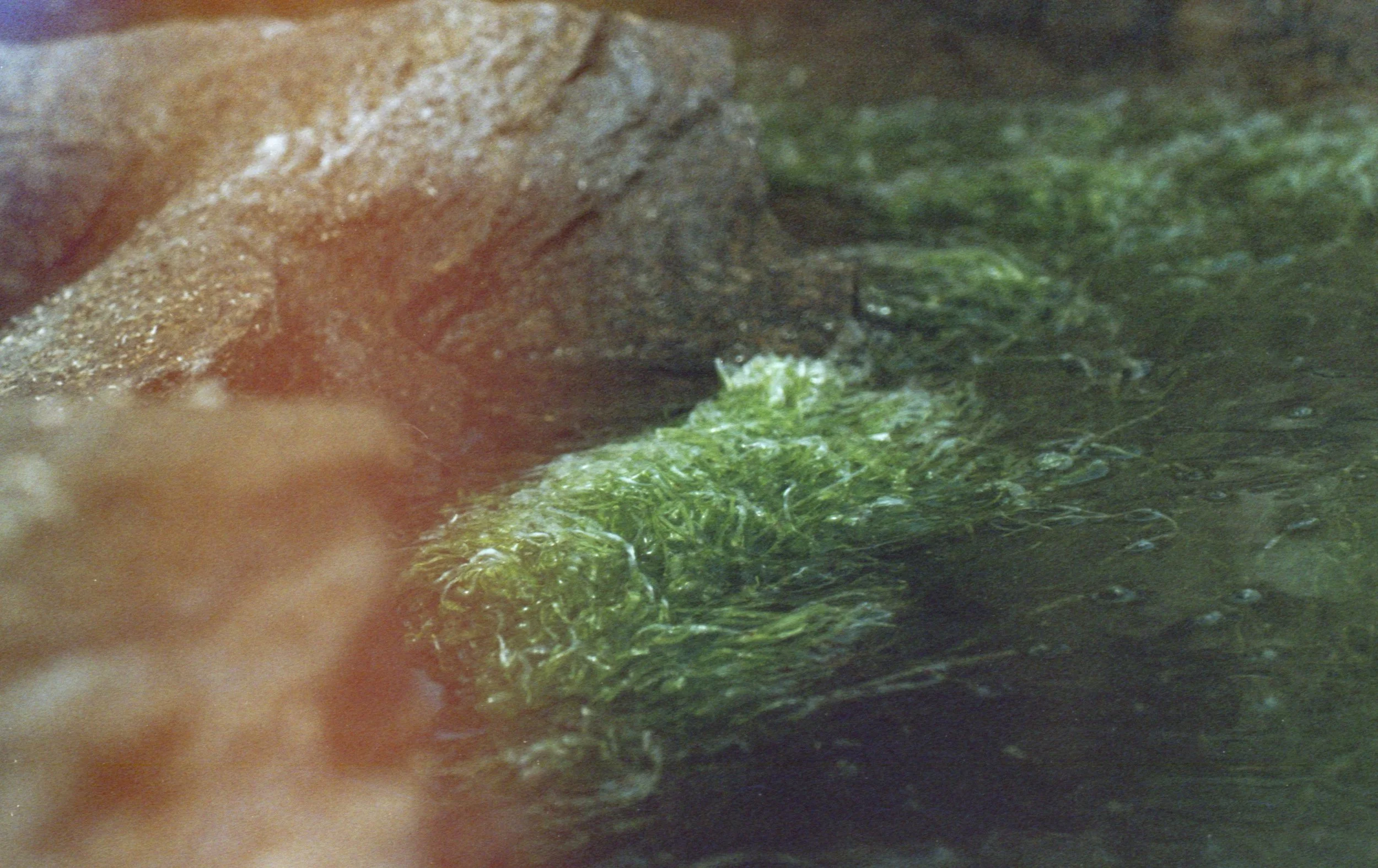 Photo floue d'une roche avec de la mousse ou des algues vertes dans l'eau.