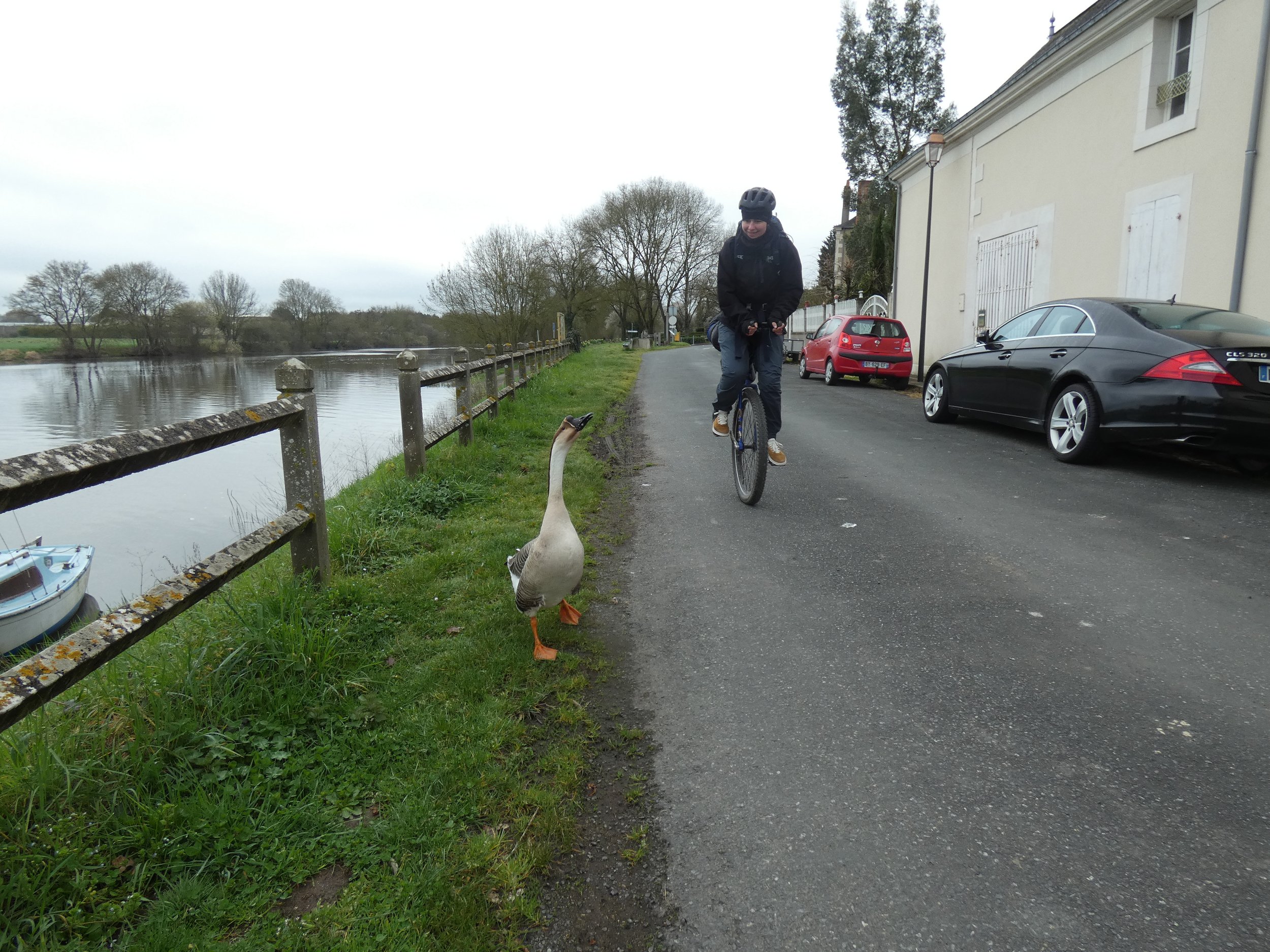 Une personne en monocycle regarde une oie près d'une rivière, avec des voitures garées sur le côté routier et des arbres en arrière-plan par temps nuageux.