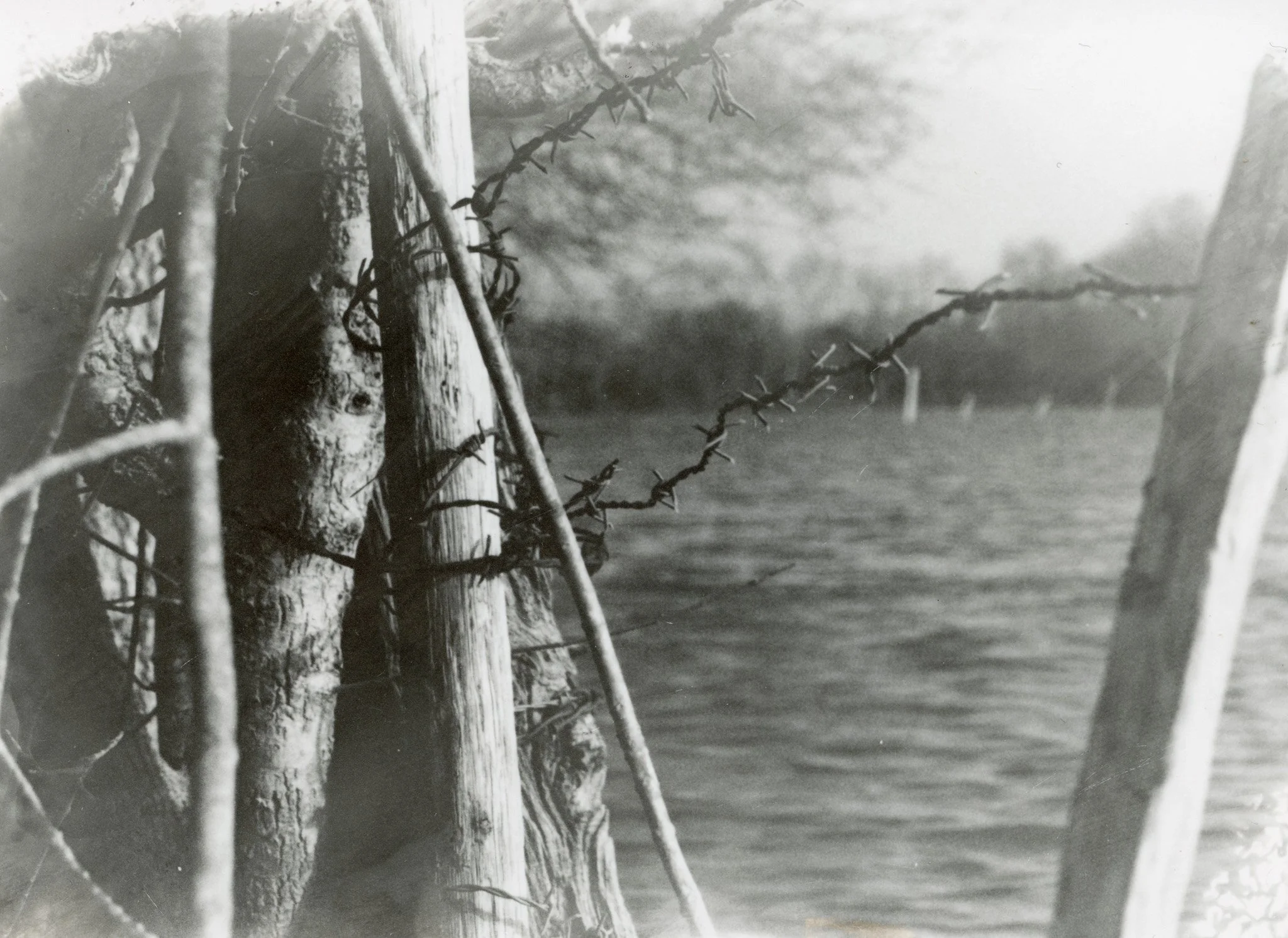 Un arbre et une branche épineuse en premier plan avec de l'eau en arrière-plan, dans un paysage naturel.