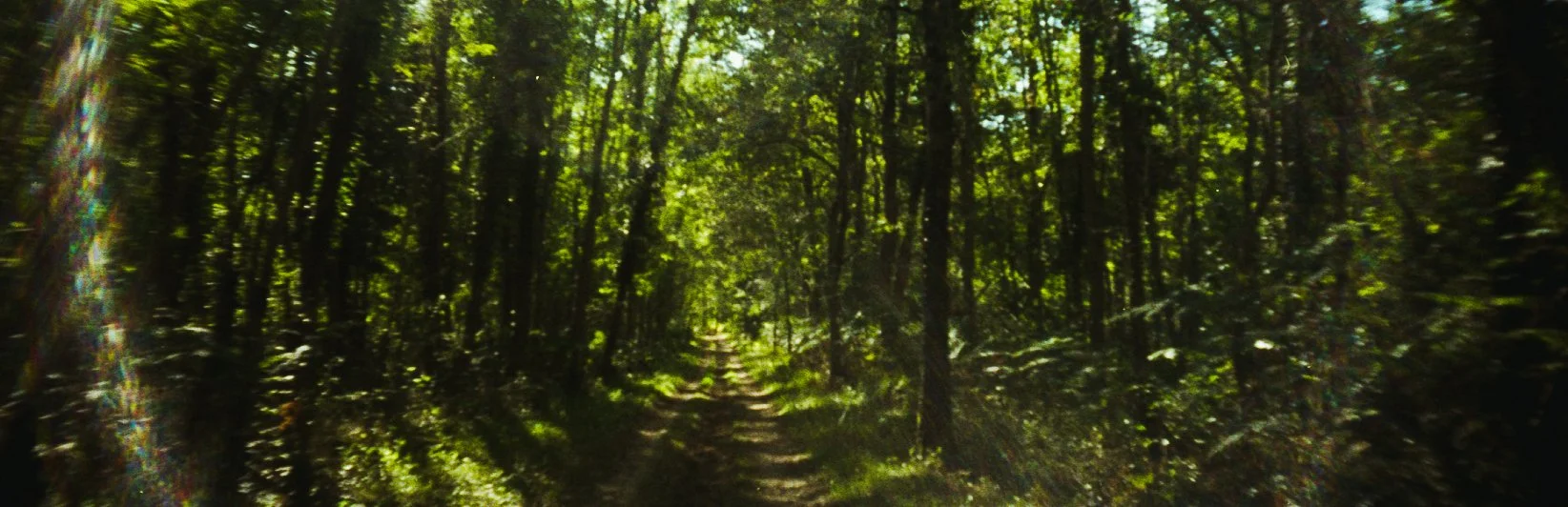 Sentier en forêt avec arbres verts et lumière du soleil filtrant à travers le feuillage.