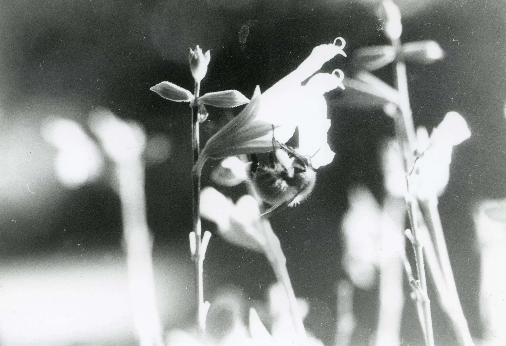 Une abeille butinant une fleur dans un contexte en noir et blanc.