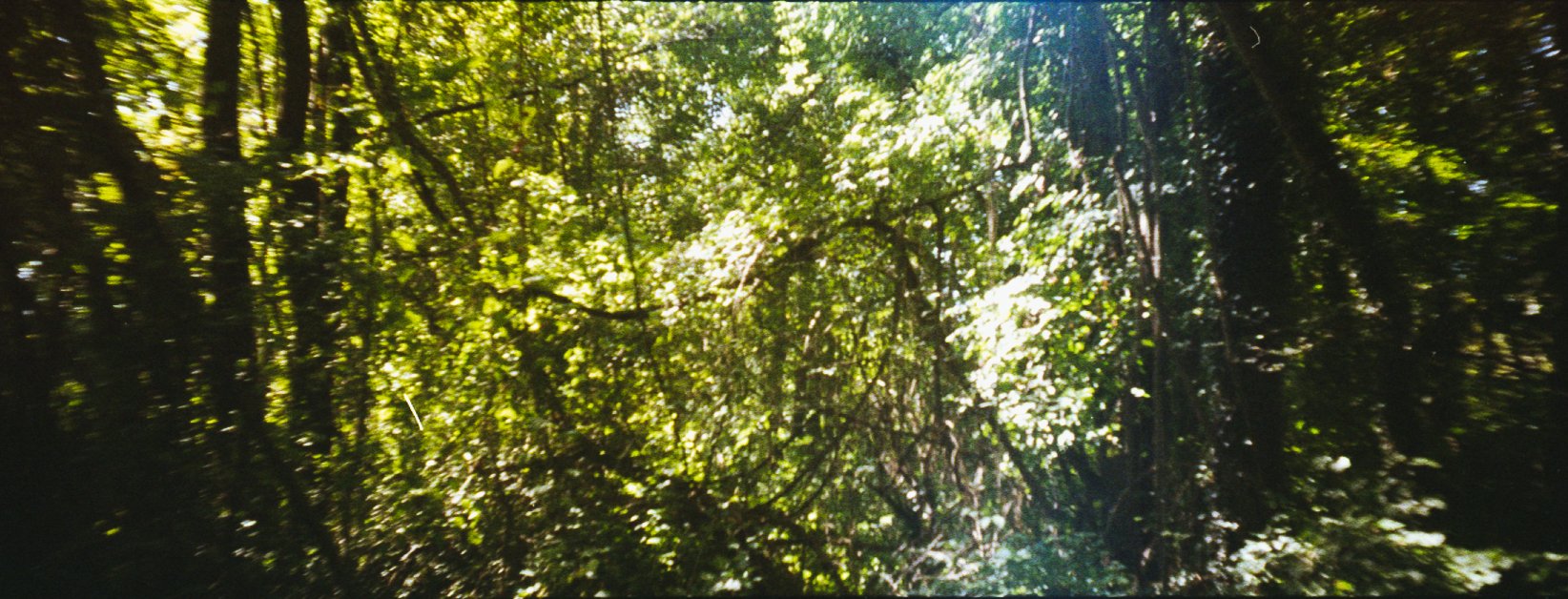 Vue d'une forêt dense avec des arbres et des feuilles vertes lumineux
