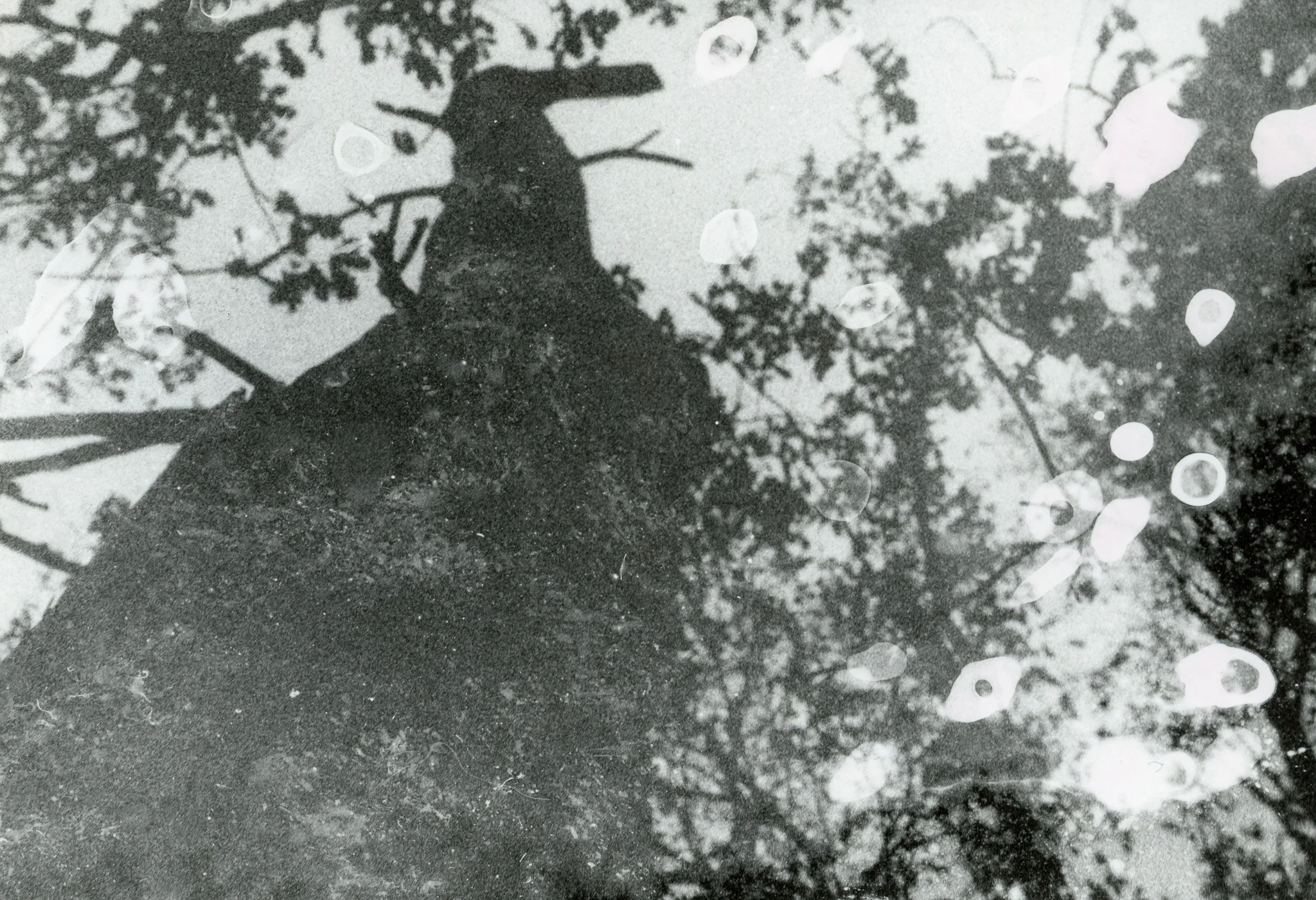 Reflet d'un arbre dans une flaque d'eau, avec des feuilles flottant à la surface.