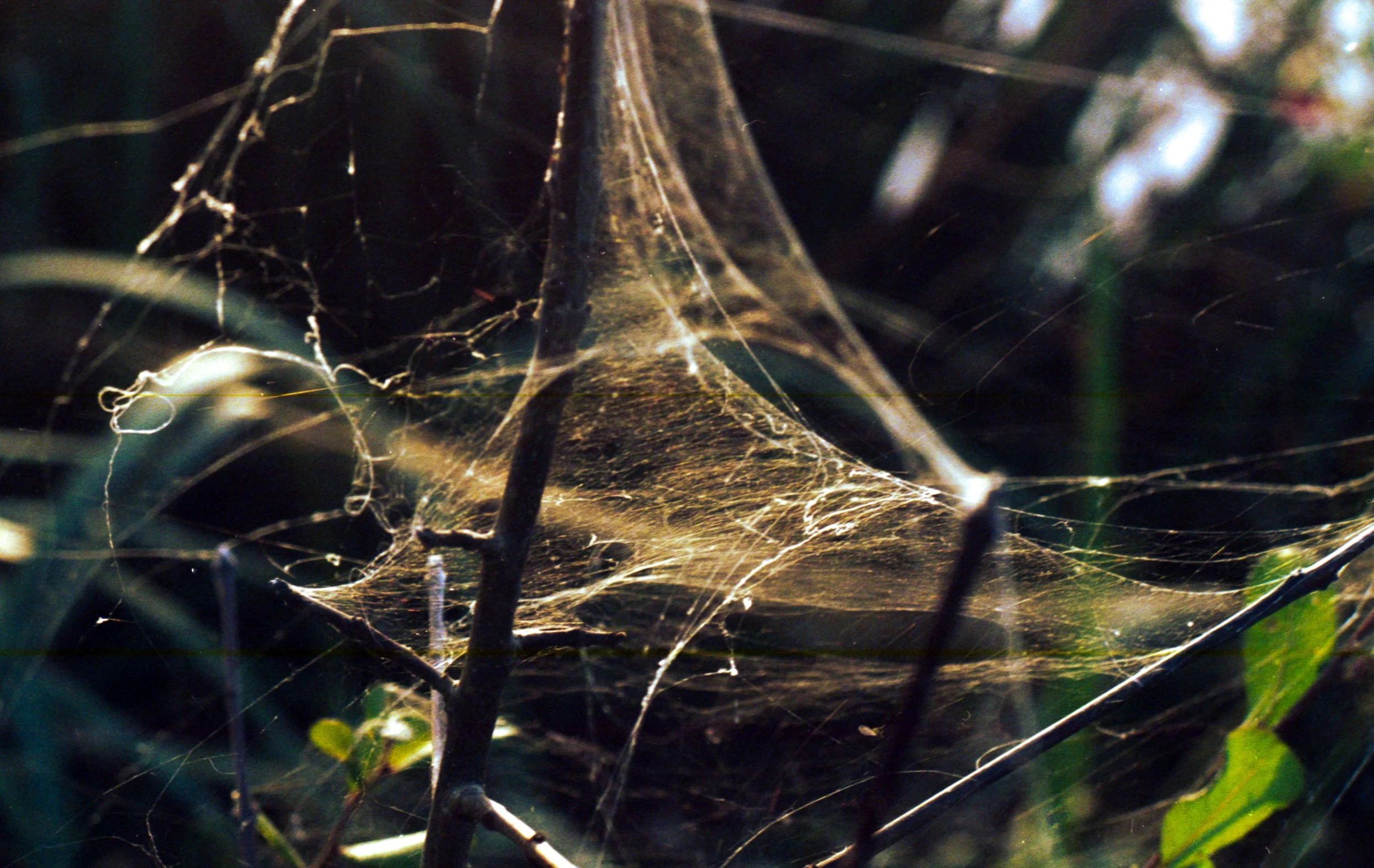 Toile d'araignée suspendue entre des branches de buisson, refractée par la lumière dans un environnement naturel