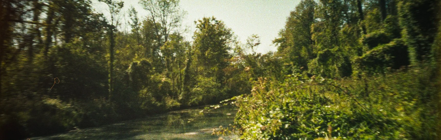Une scène de forêt avec des arbres verts et un ruisseau ou une rivière.