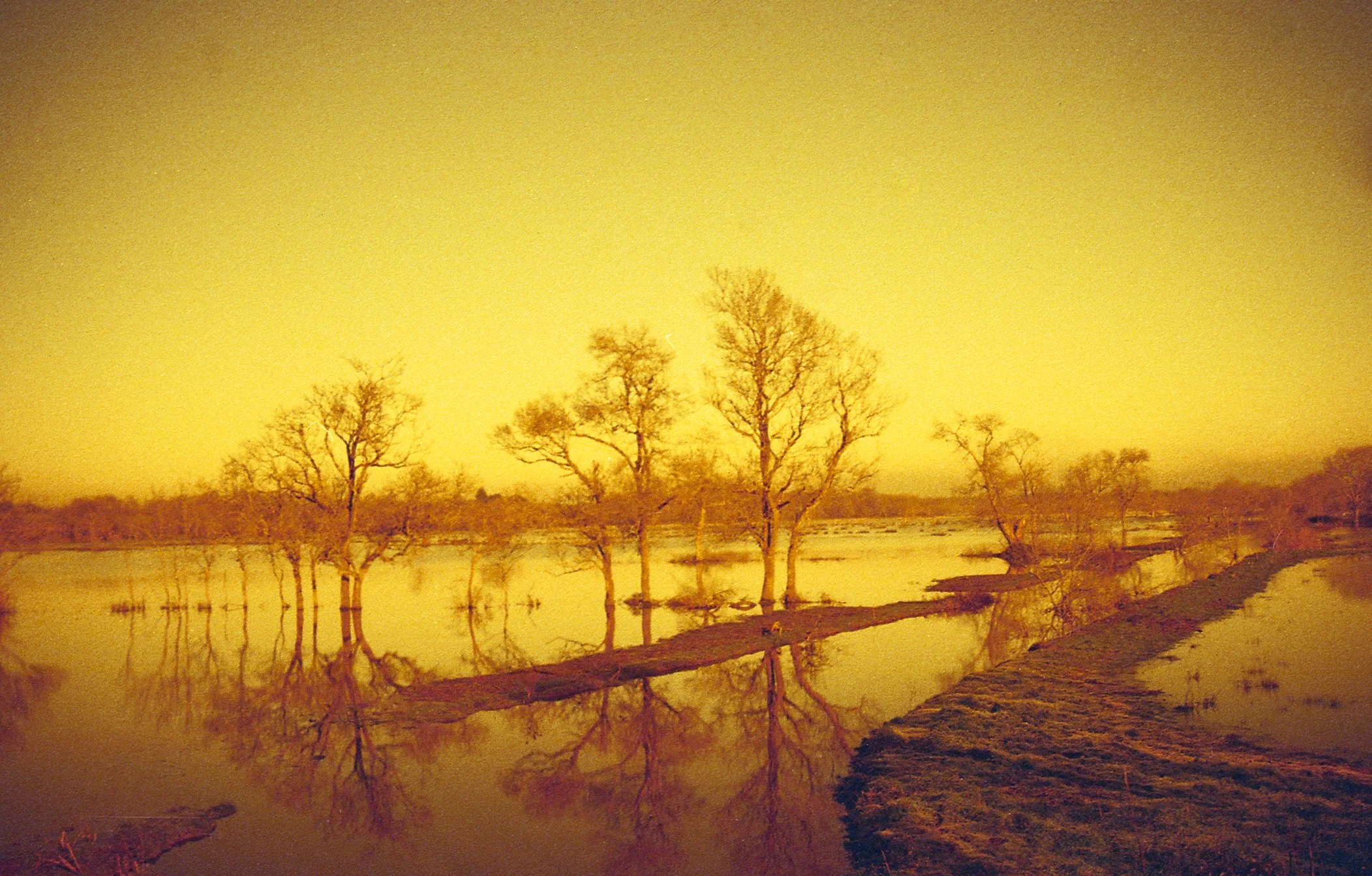 Un paysage avec des arbustes et des marais inondés, dans une tonalité jaune orangée.