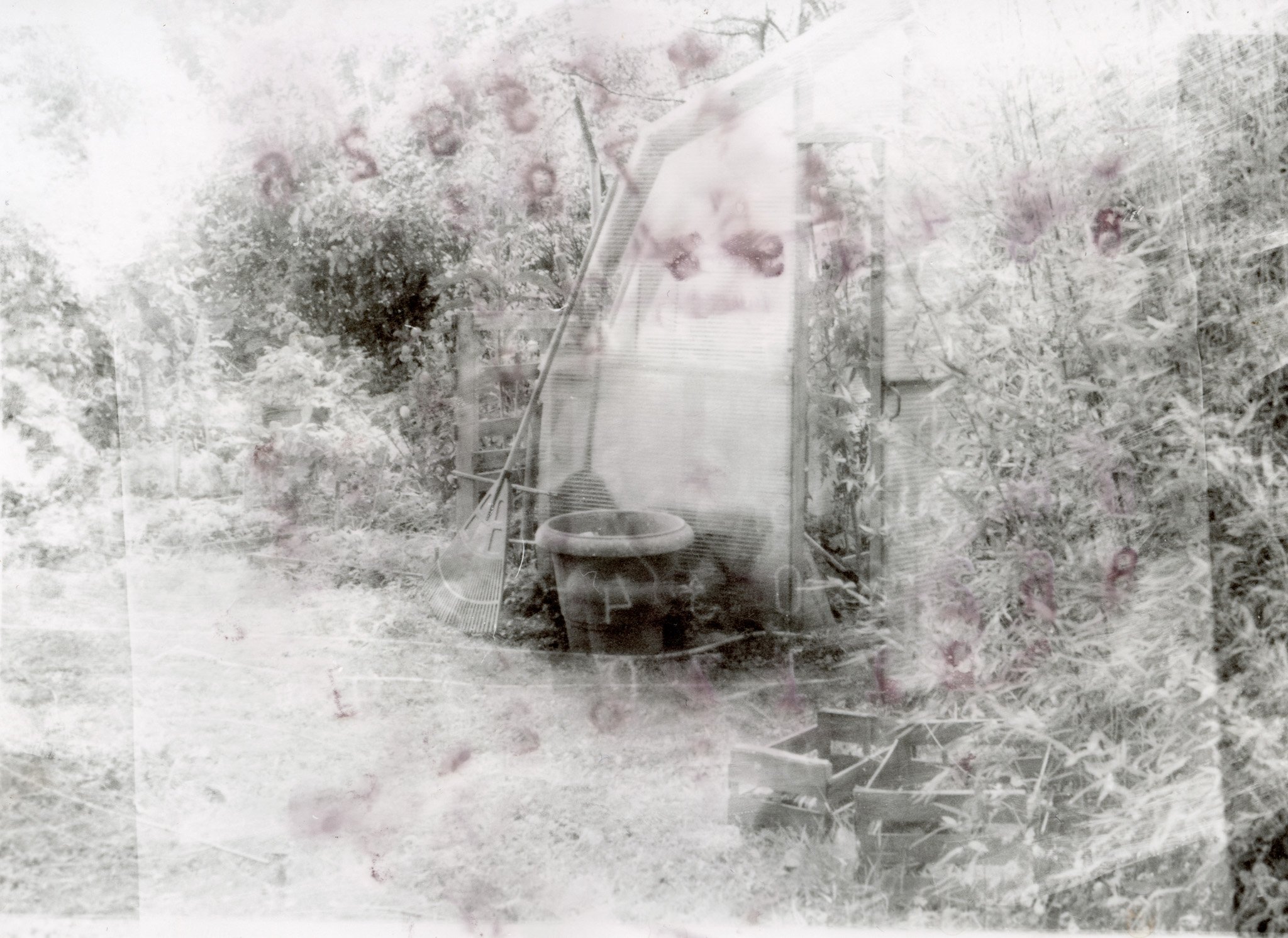 Une vieille photo en noir et blanc montrant une serre ou un abri de jardin avec des plantes environnantes, une grande poterie ou bassin en bas, et une structure en bois ou métal 