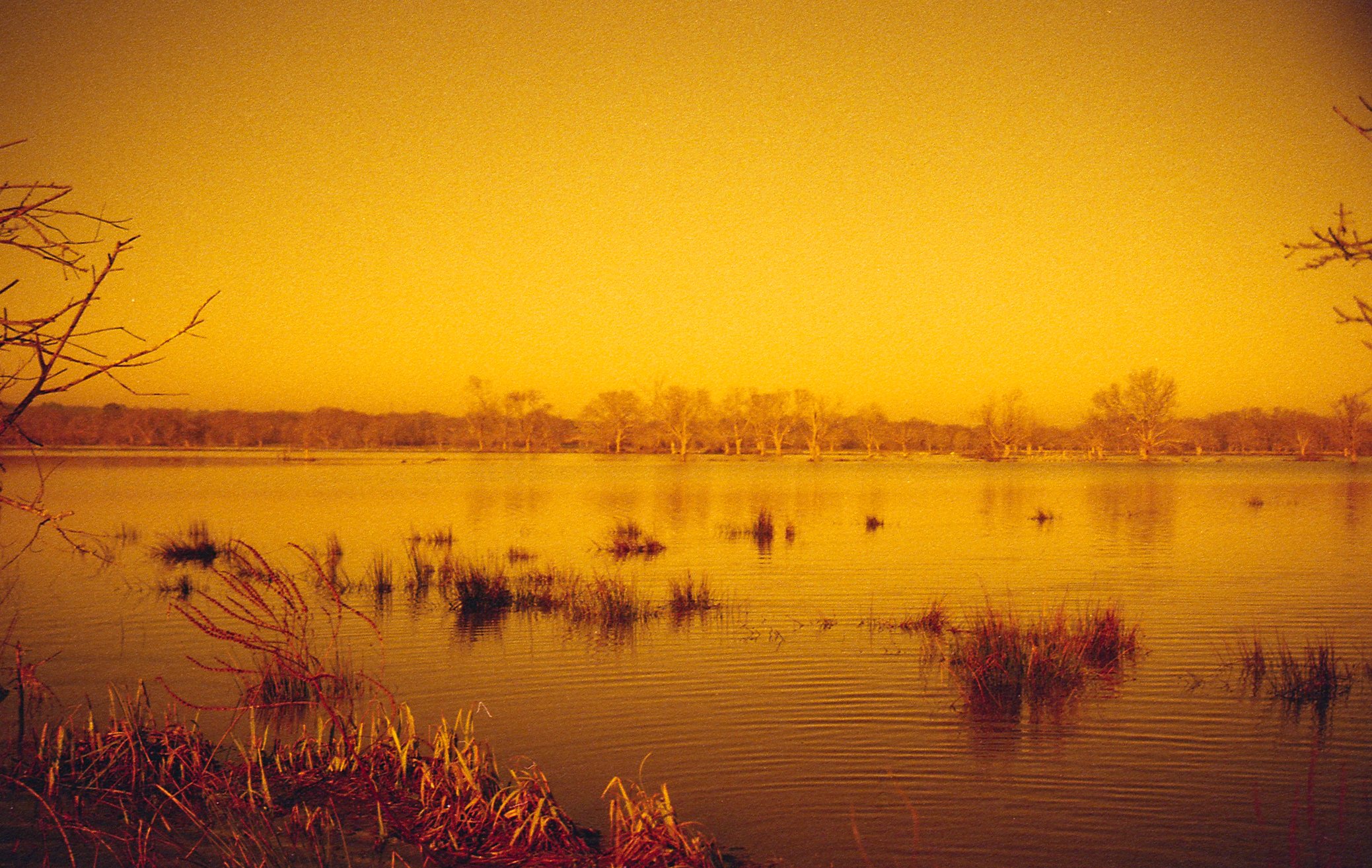 Un champs inondé formant un lac avec des arbres en arrière-plan et une végétation au premier plan, sous un ciel orangé.