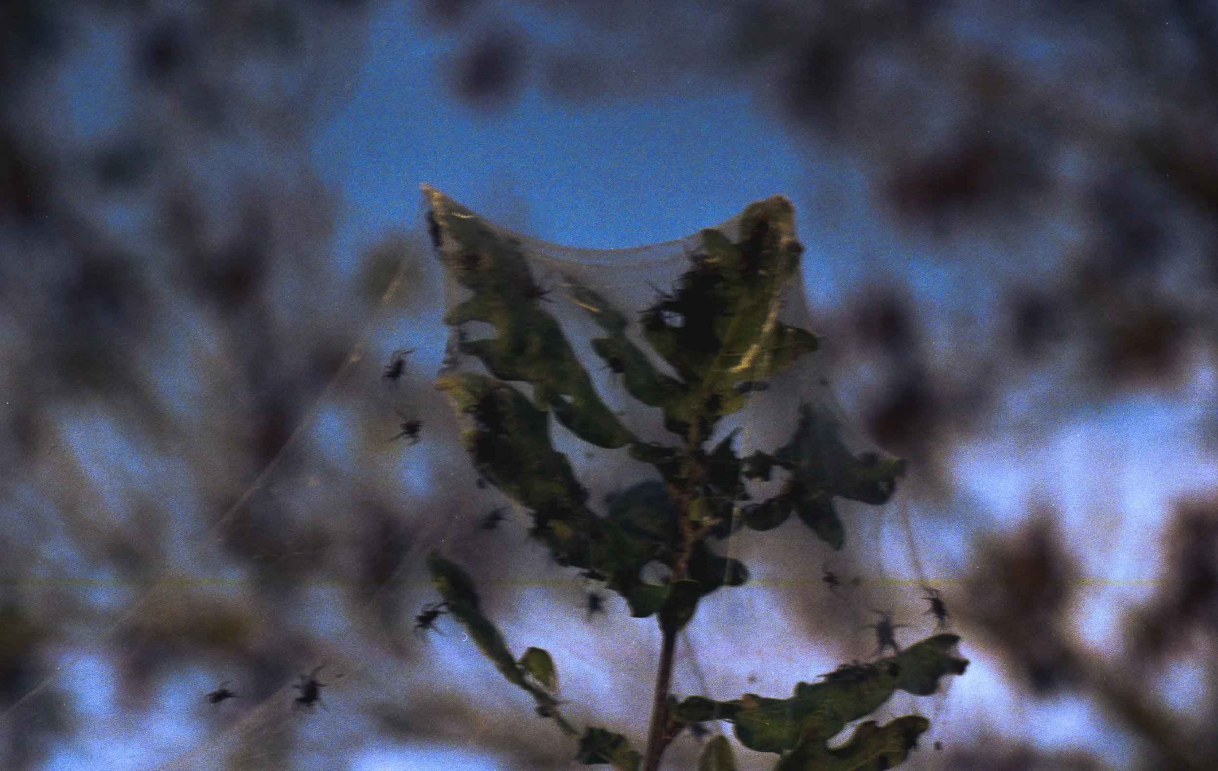 Une toile d'araignée avec des feuilles, suspendue à une branche, avec un ciel bleu en arrière-plan.