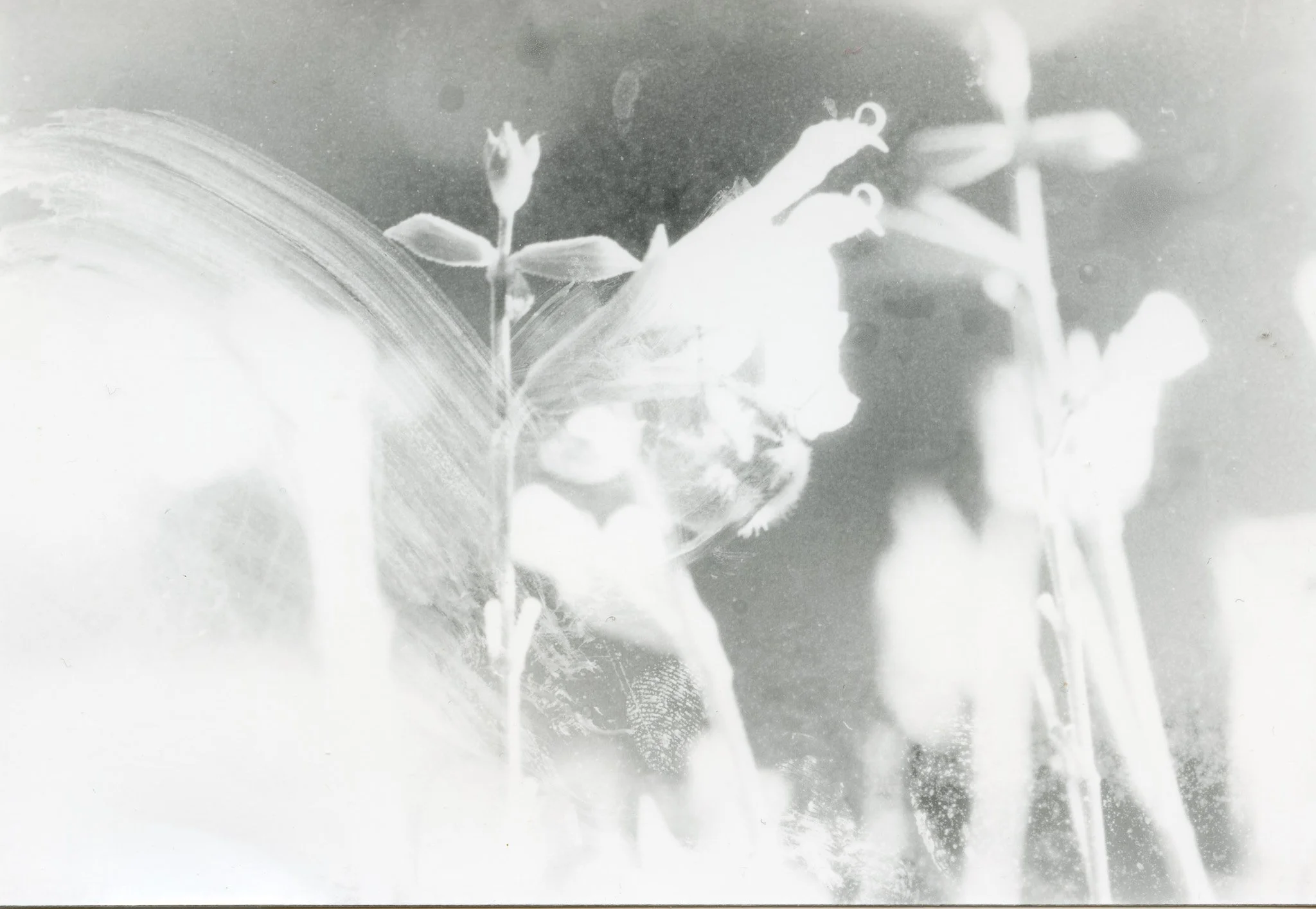 Photo en noir et blanc d'une fleur et de ses tiges avec un fond flou.