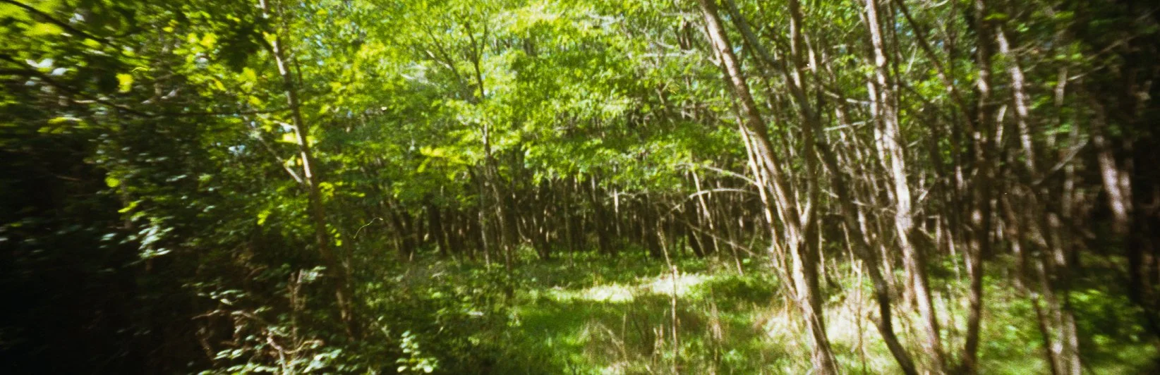 Une forêt dense avec des arbres verts et un sous-bois lumineux.