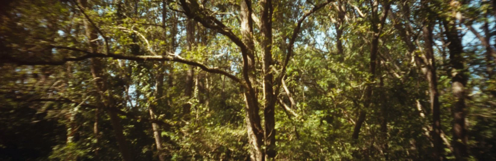 Une forêt dense avec des arbres verts et des branches entrelacées, sous un ciel partiellement visible.