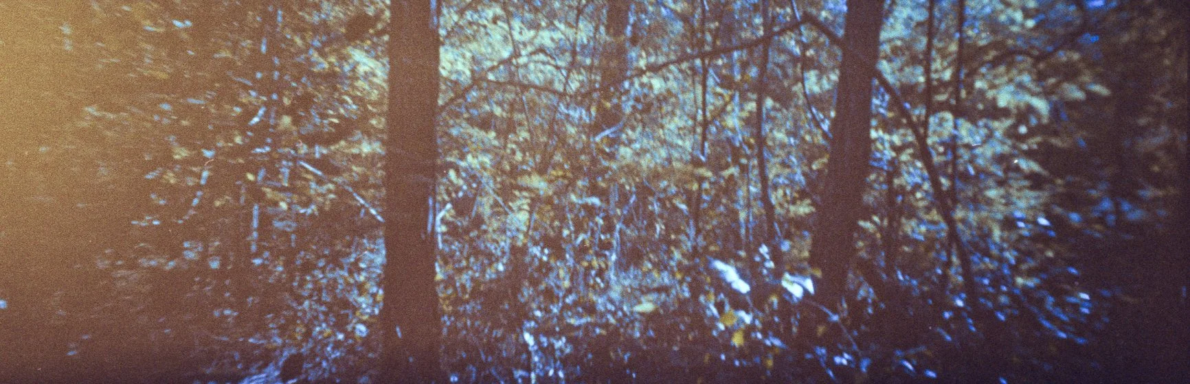 Un chemin forestier bordé d'arbres aux feuilles dorées en automne, avec des rayons de soleil filtrant à travers la canopée.