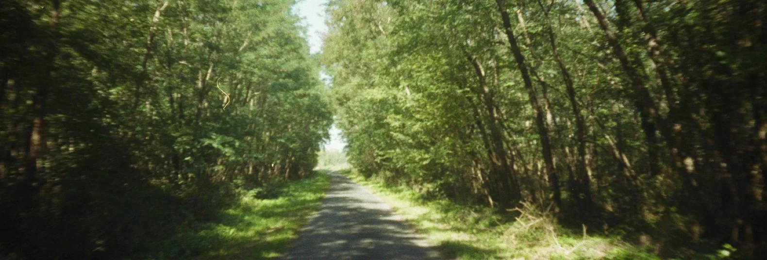 Chemin bordé par des arbres verts dans une forêt
