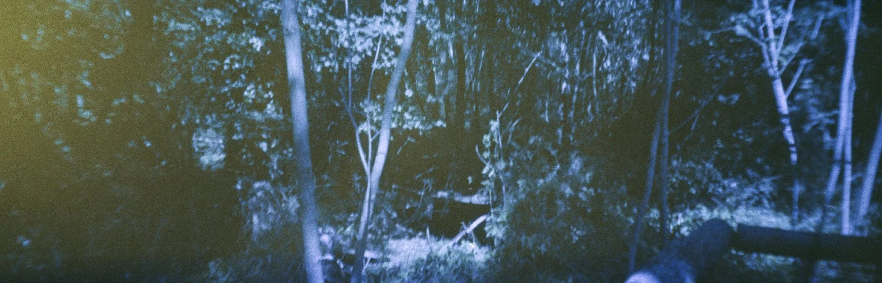 Une forêt sombre la nuit, éclairée par une lumière bleue, avec des arbres et du sous-bois dense, vue depuis un point de vue aux alentours du sol.
