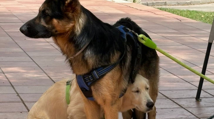 You're gaslighting your dog