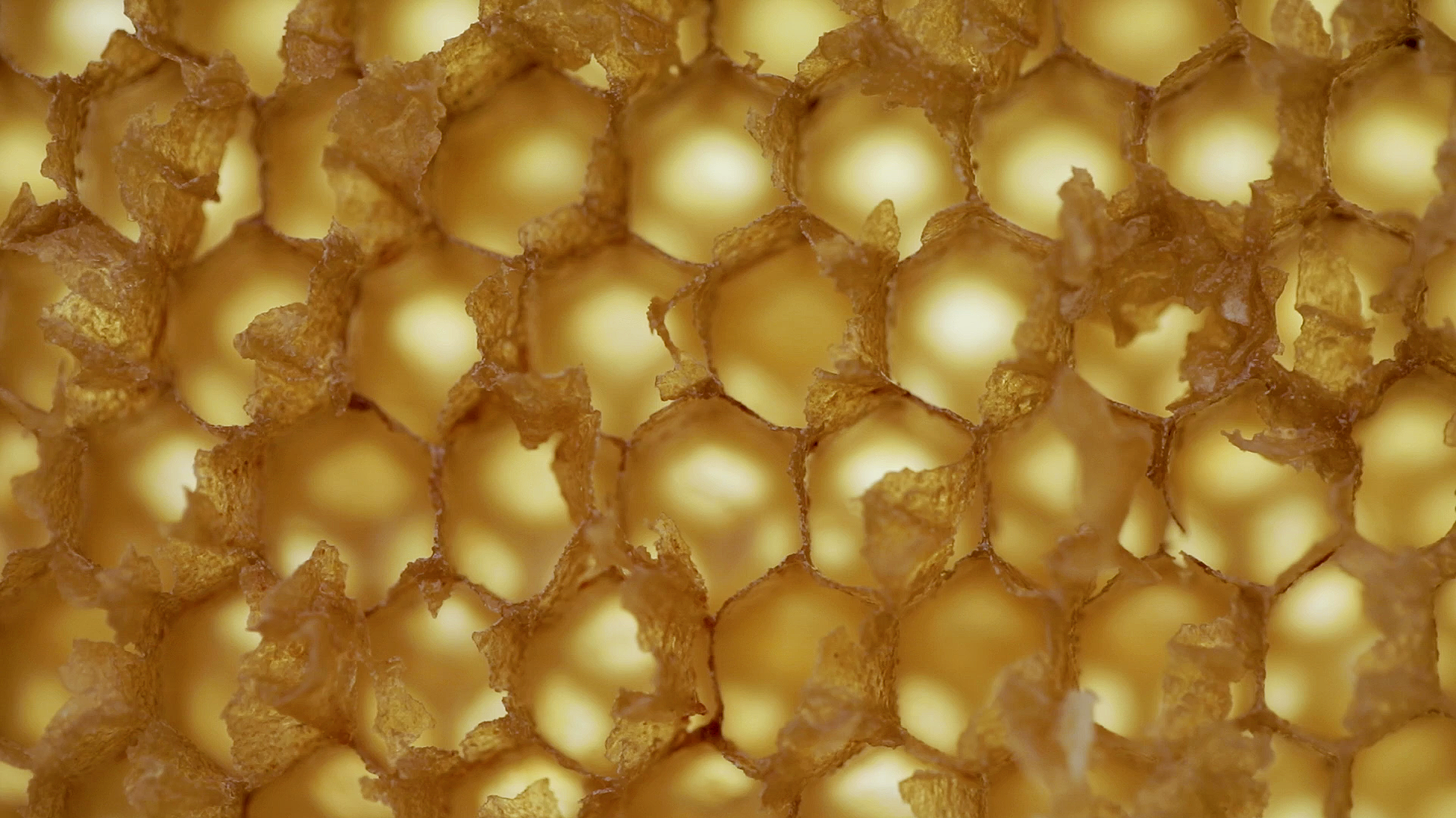 Makrofoto einer Honigwabe mit Bienenwabenstrukturen, Ausschnitt einer großen Installation aus Bienenwaben und Bienenwachs, Teil der Ausstellung im Museum Camusac in Cassino vom Düsseldorfer Künstler Eduard Winklhofer