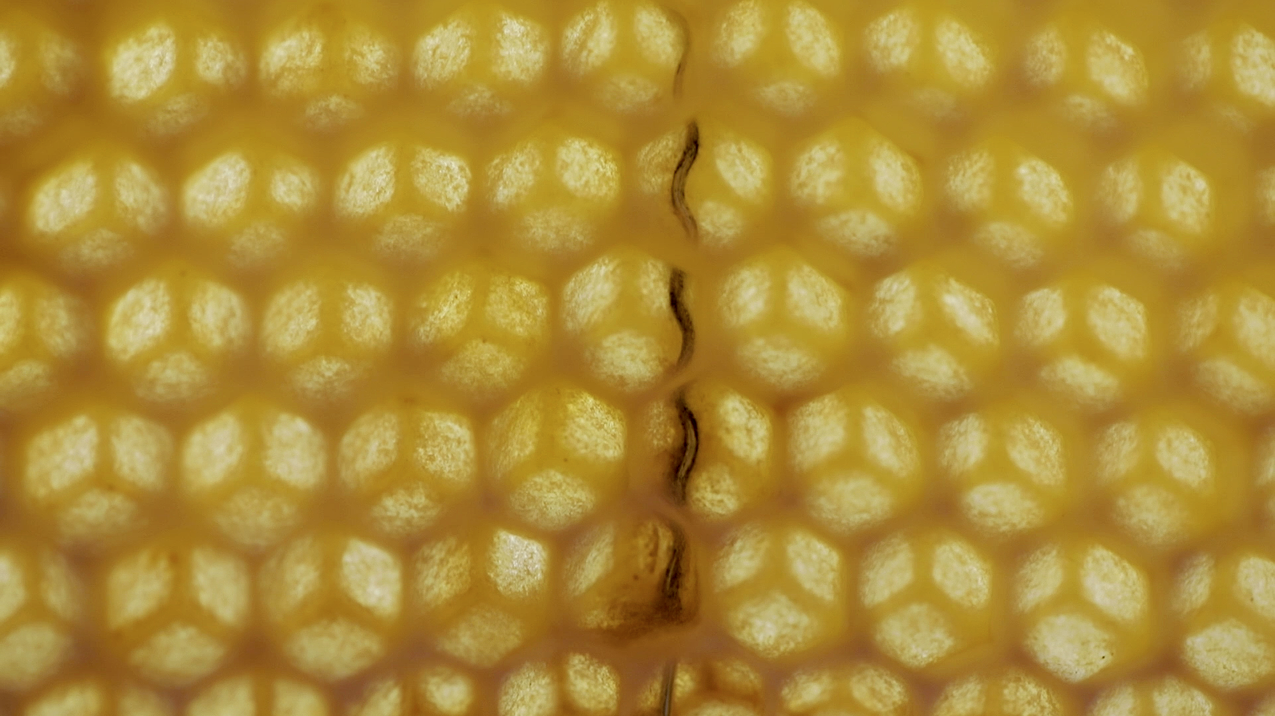 Makrofoto einer Honigwabe mit Bienenwabenstrukturen, Ausschnitt einer großen Installation aus Bienenwaben und Bienenwachs, Teil der Ausstellung im Museum Camusac in Cassino vom Düsseldorfer Künstler Eduard Winklhofer