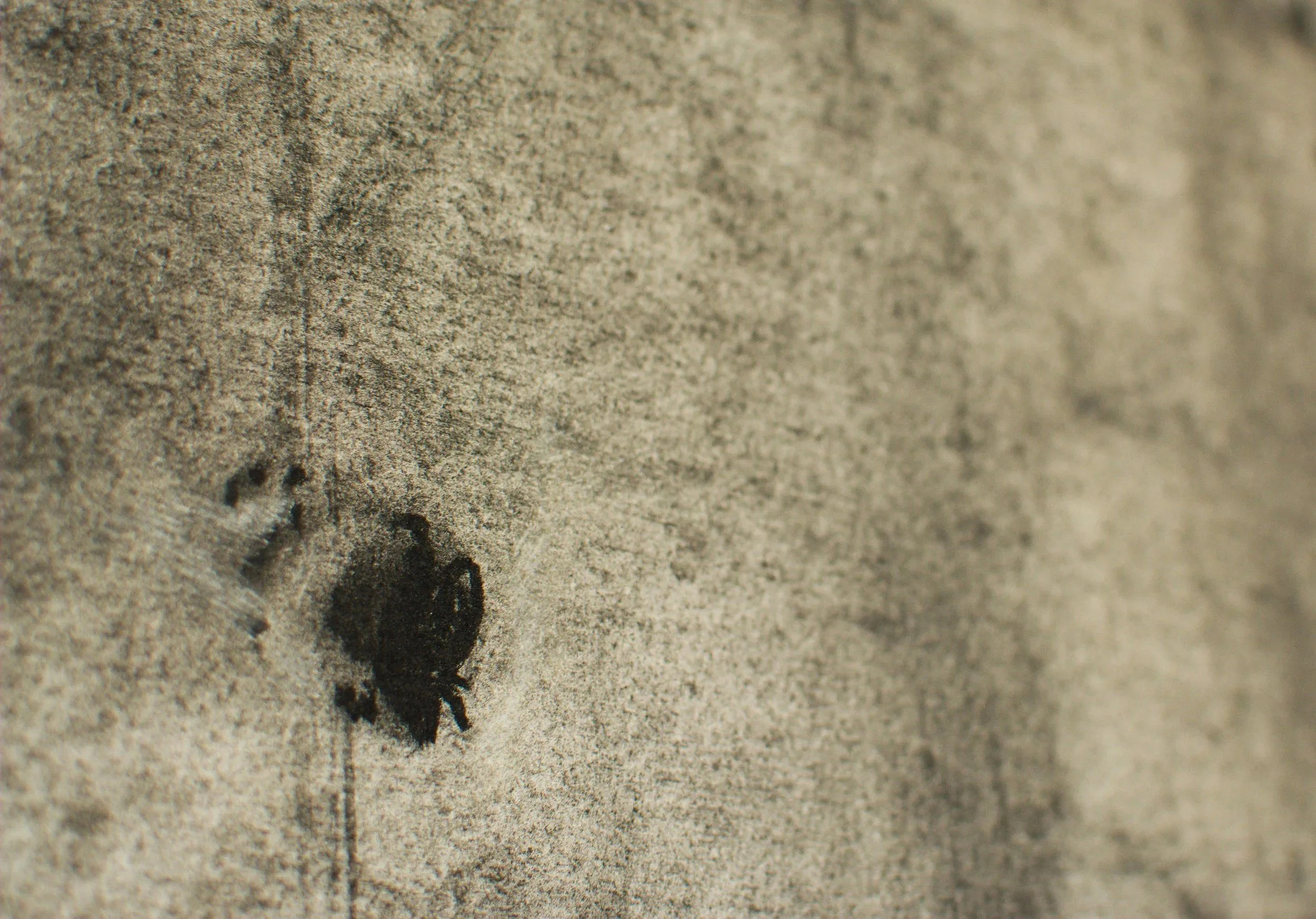 Detail, Kunstwerk aktuell, Wandbild, jeweils 70 x 100cm, Graphit & Kohle auf Papier, von zeitgenössischem Düsseldorfer Künstler Eduard Winklhofer, Atelier Düsseldorf