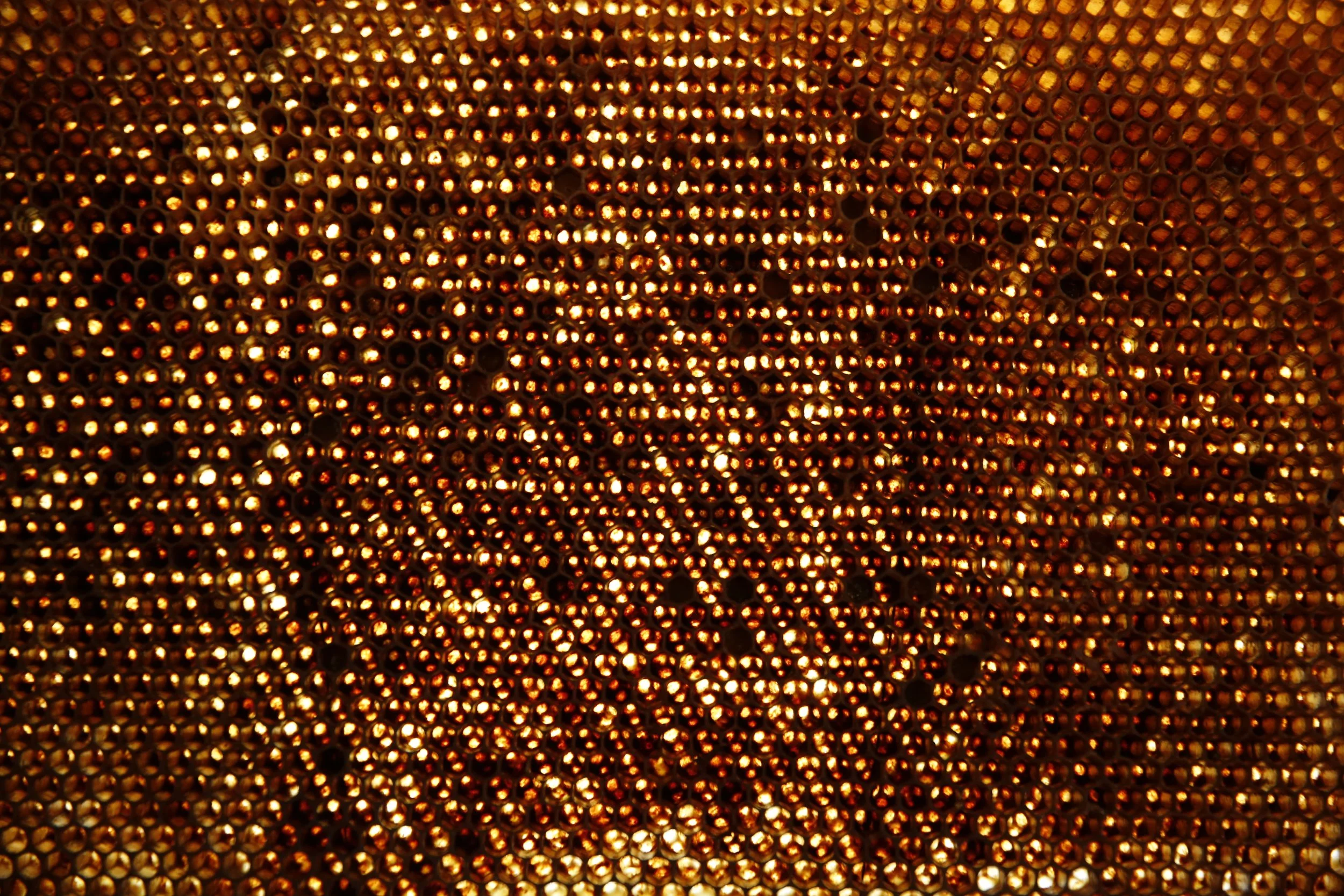 Nahaufnahme von Kunstinstallation, Wand aus Bienenwaben, Kulturzentrum bei den Minoriten, Graz, Ausstellung des aktuellen Künstlers Eduard Winklhofer aus Düsseldorf 