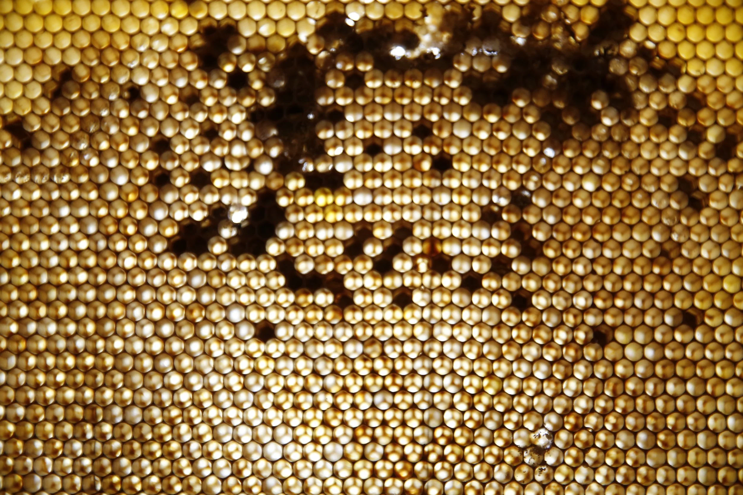 Nahaufnahme von Kunstinstallation, Wand aus Bienenwaben, Kulturzentrum bei den Minoriten, Graz, Ausstellung des aktuellen Künstlers Eduard Winklhofer aus Düsseldorf