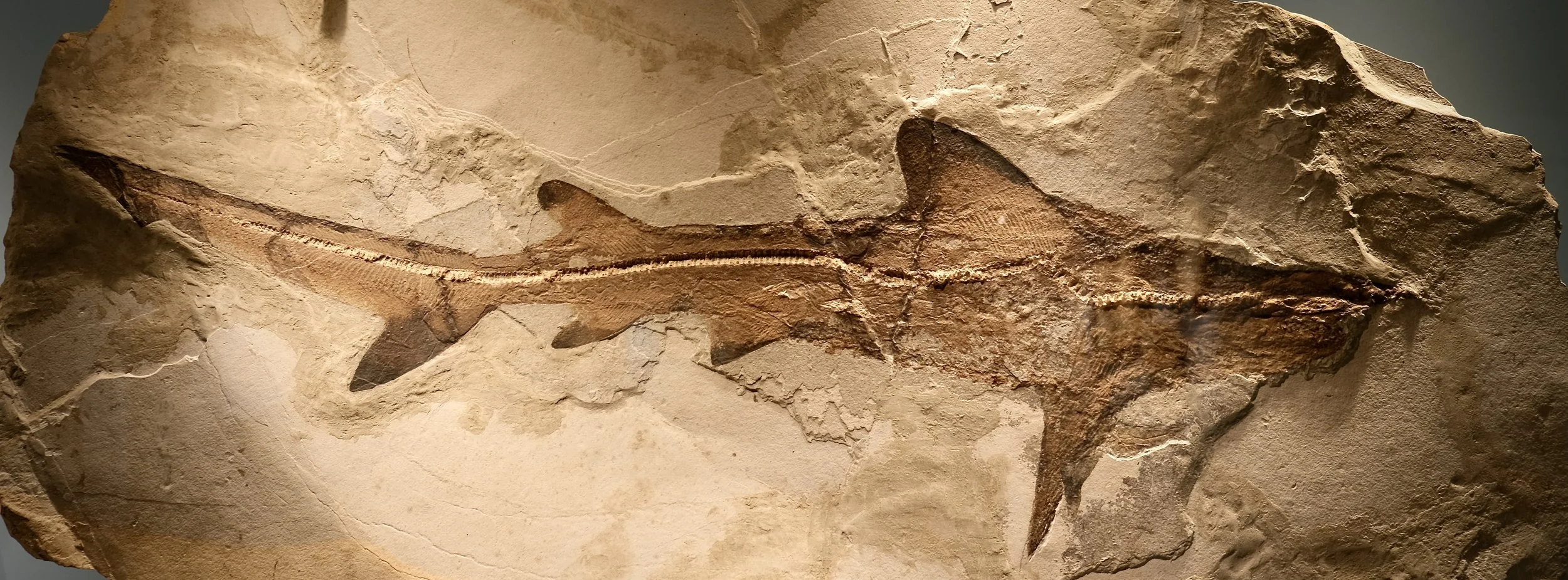 04-01 Galaeorninus cuvien bolca ejc.JPG