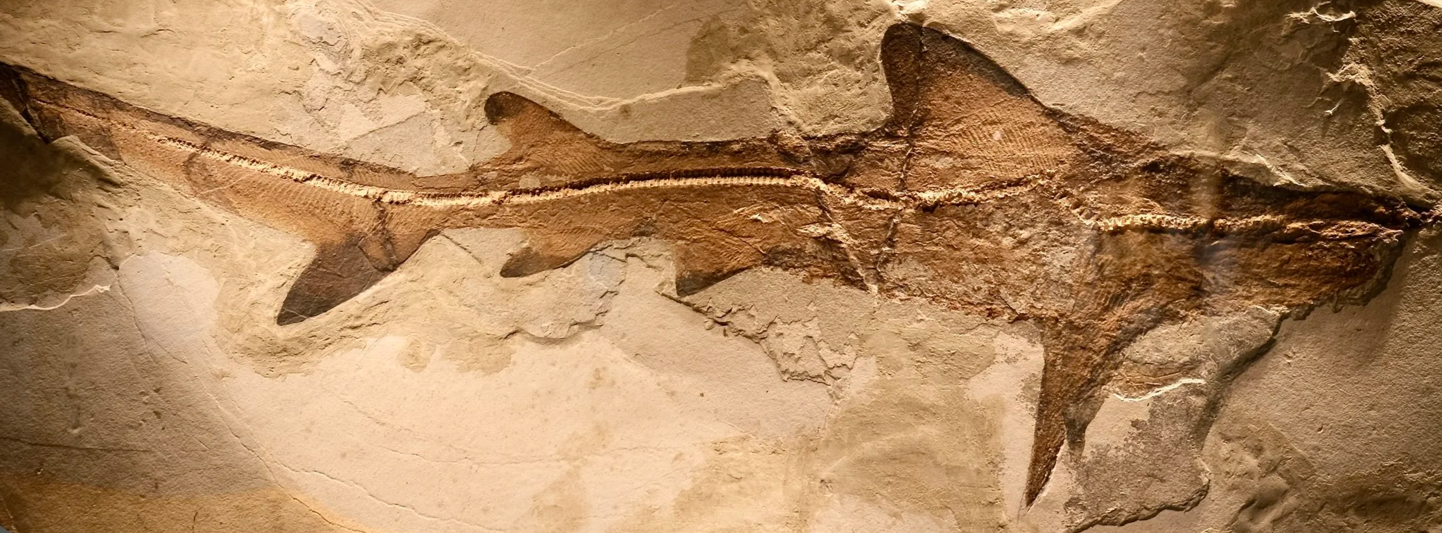 Galaeorninus cuvien, preserved 55mya Eocene shark at the Fossil Museum, Monte Bolca